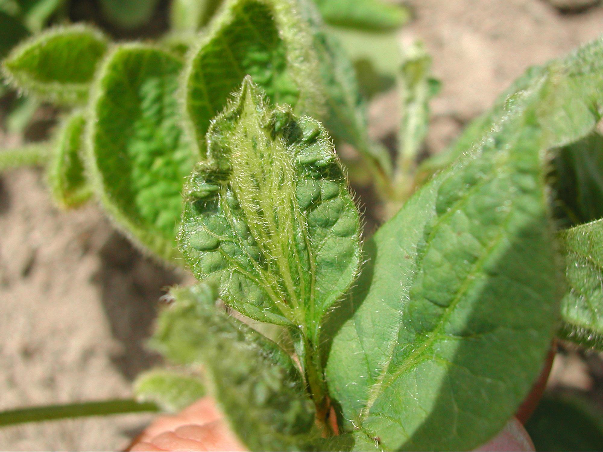 Soya - herbicides phytohormonaux (4)_3