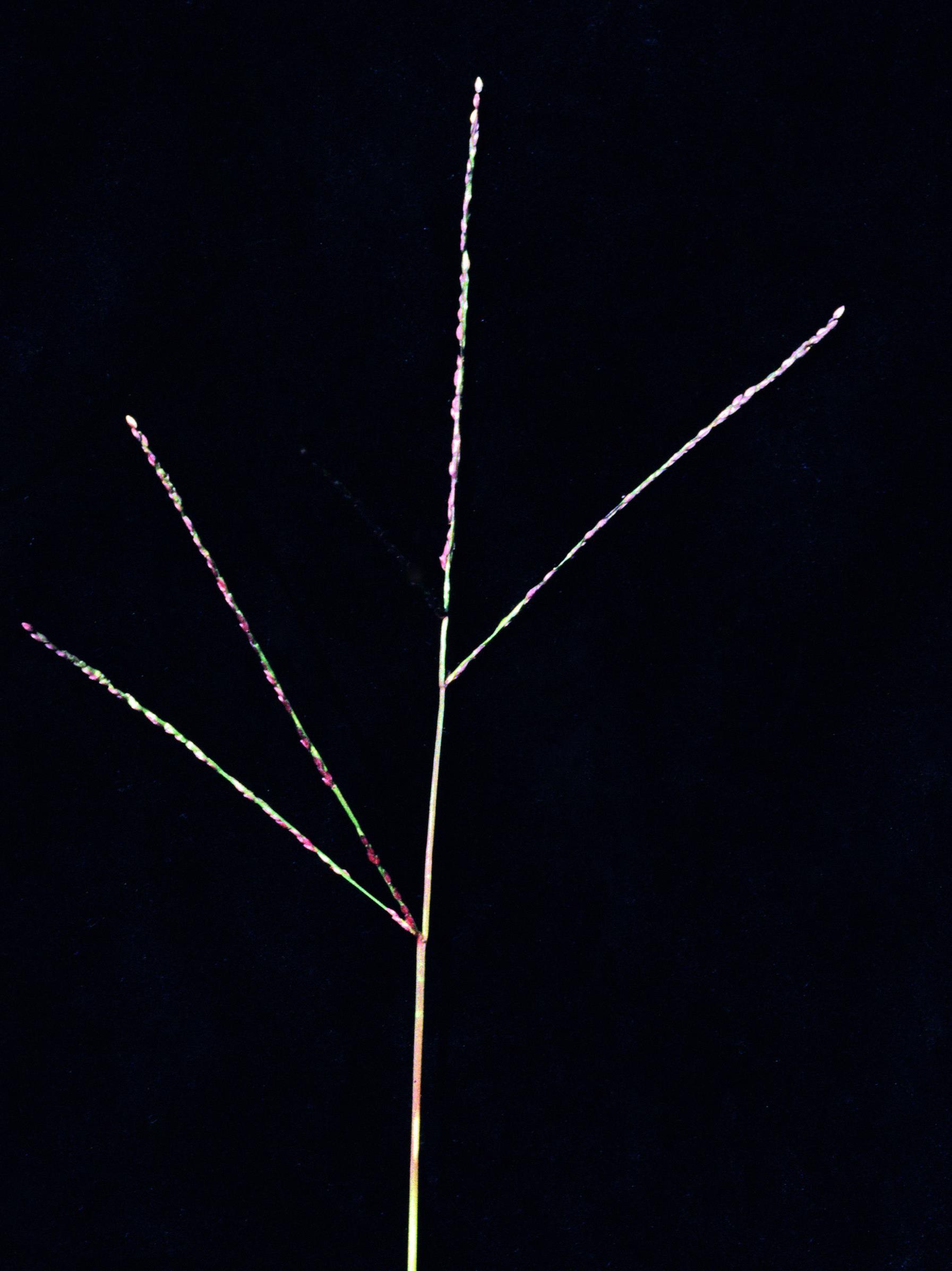 Digitaire astringente(Digitaria ischaemum)_5