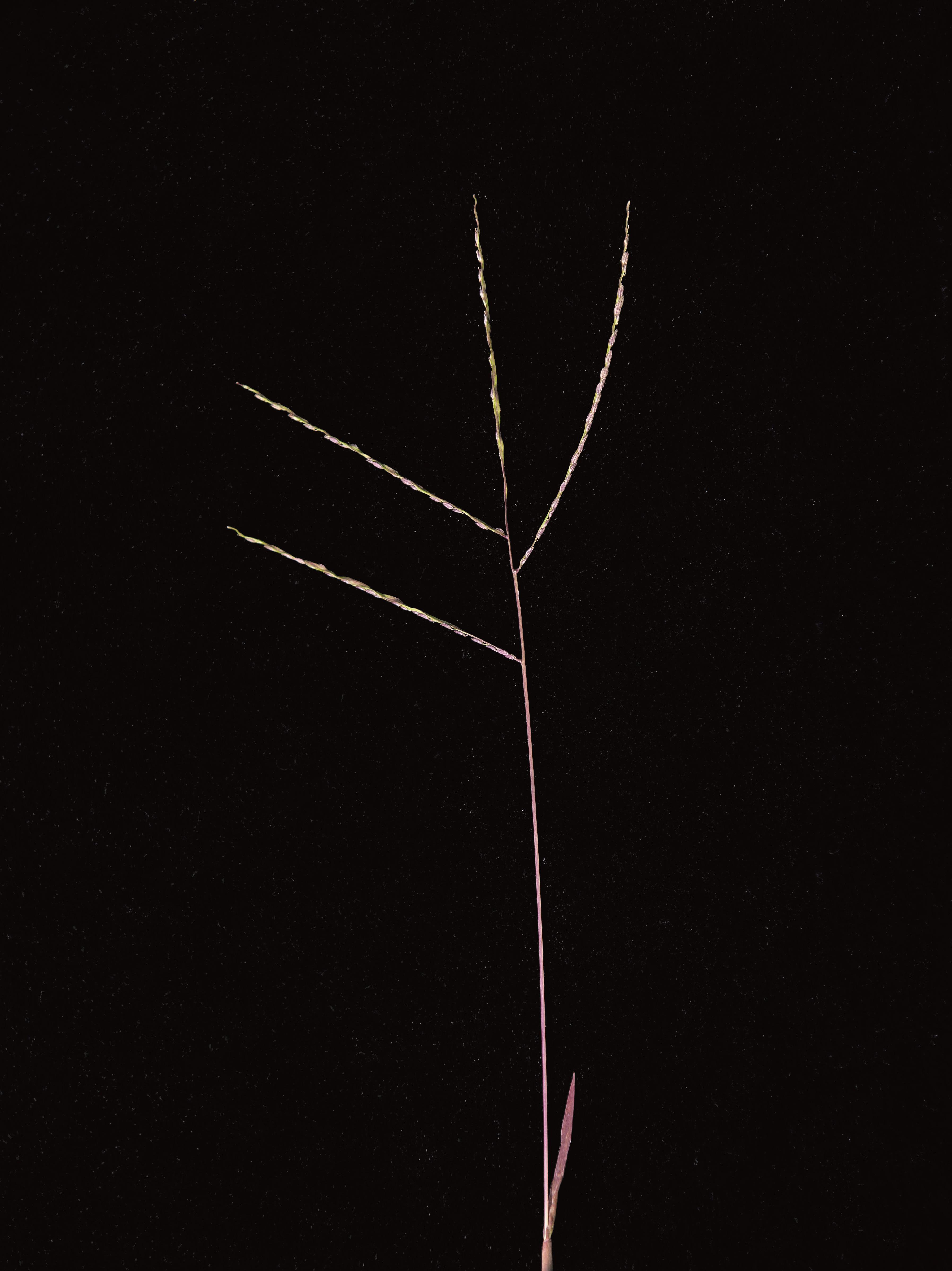 Digitaire astringente(Digitaria ischaemum)_17