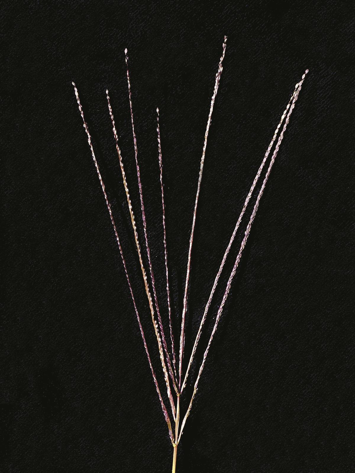 Digitaire sanguine(Digitaria sanguinalis)_12