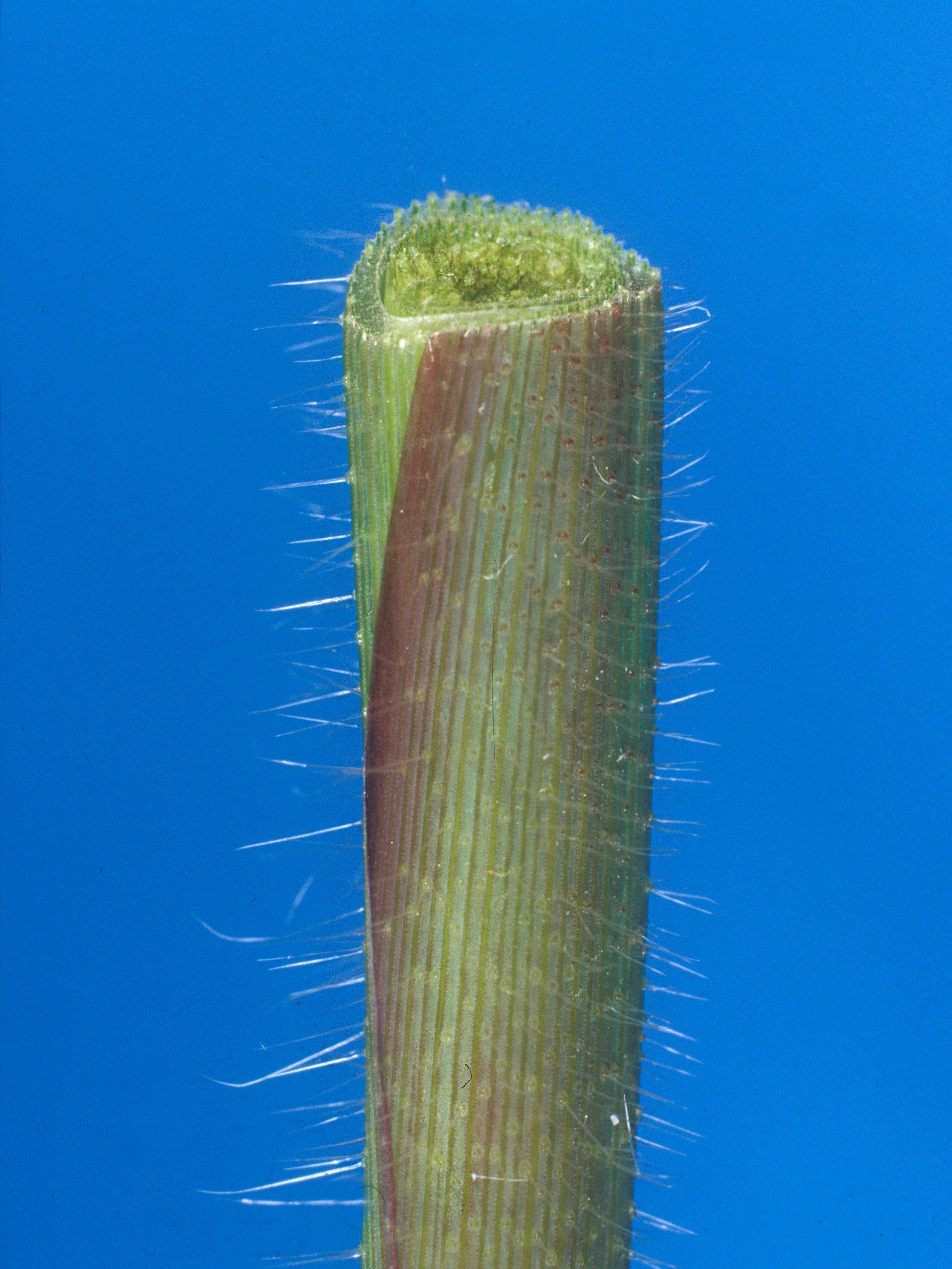 Digitaire sanguine(Digitaria sanguinalis)_18