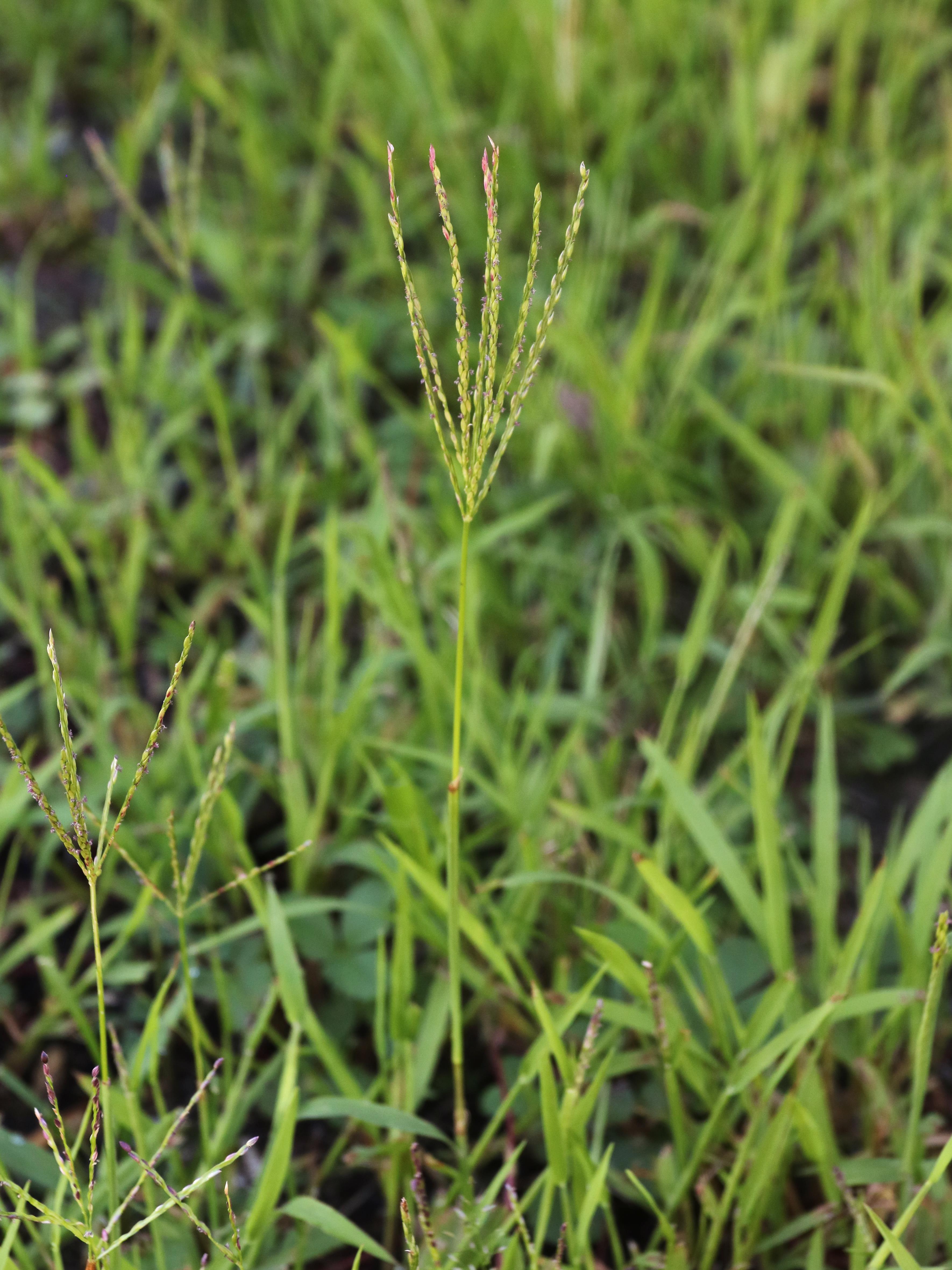 Digitaire sanguine(Digitaria sanguinalis)_25