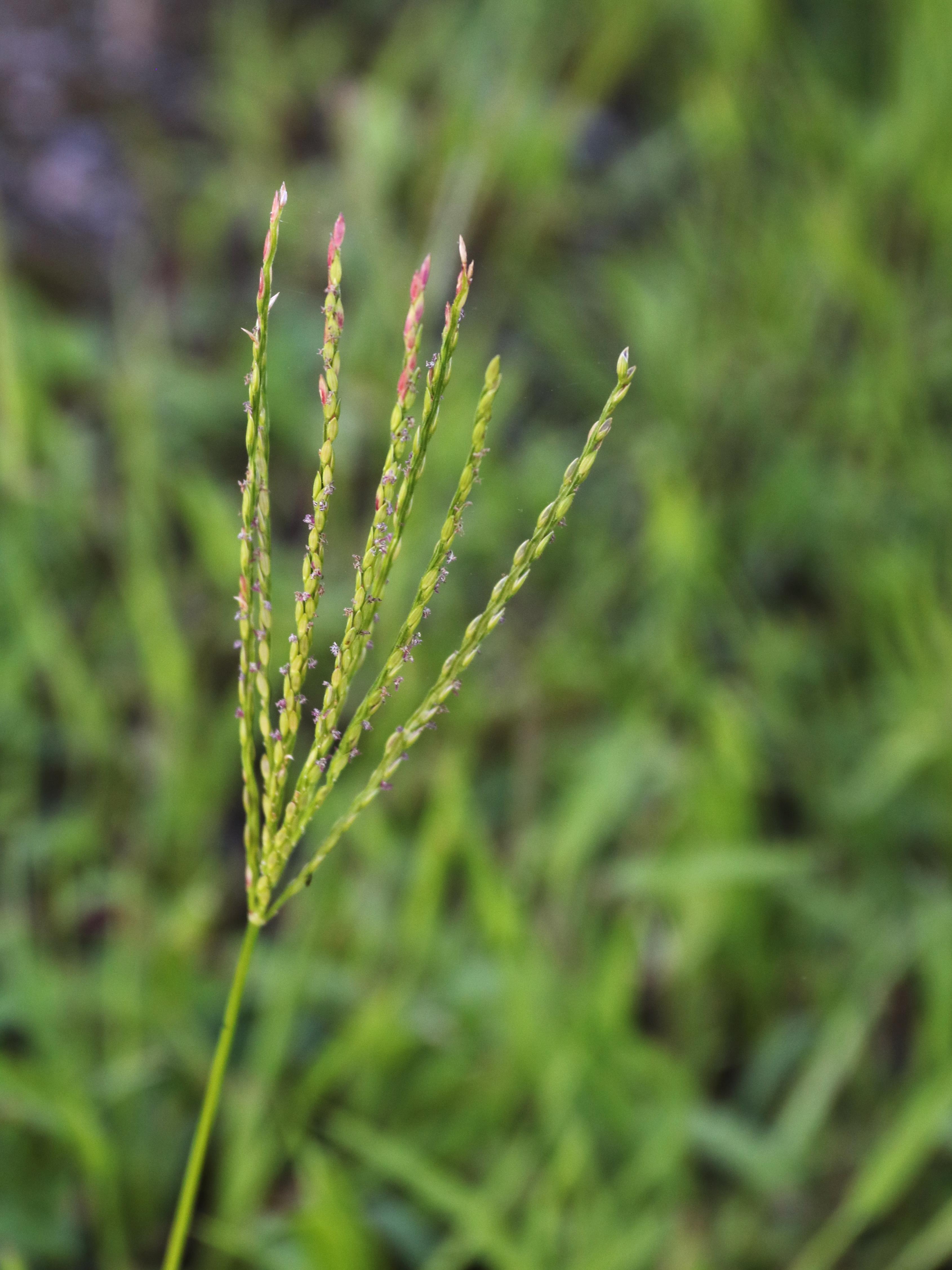 Digitaire sanguine(Digitaria sanguinalis)_26