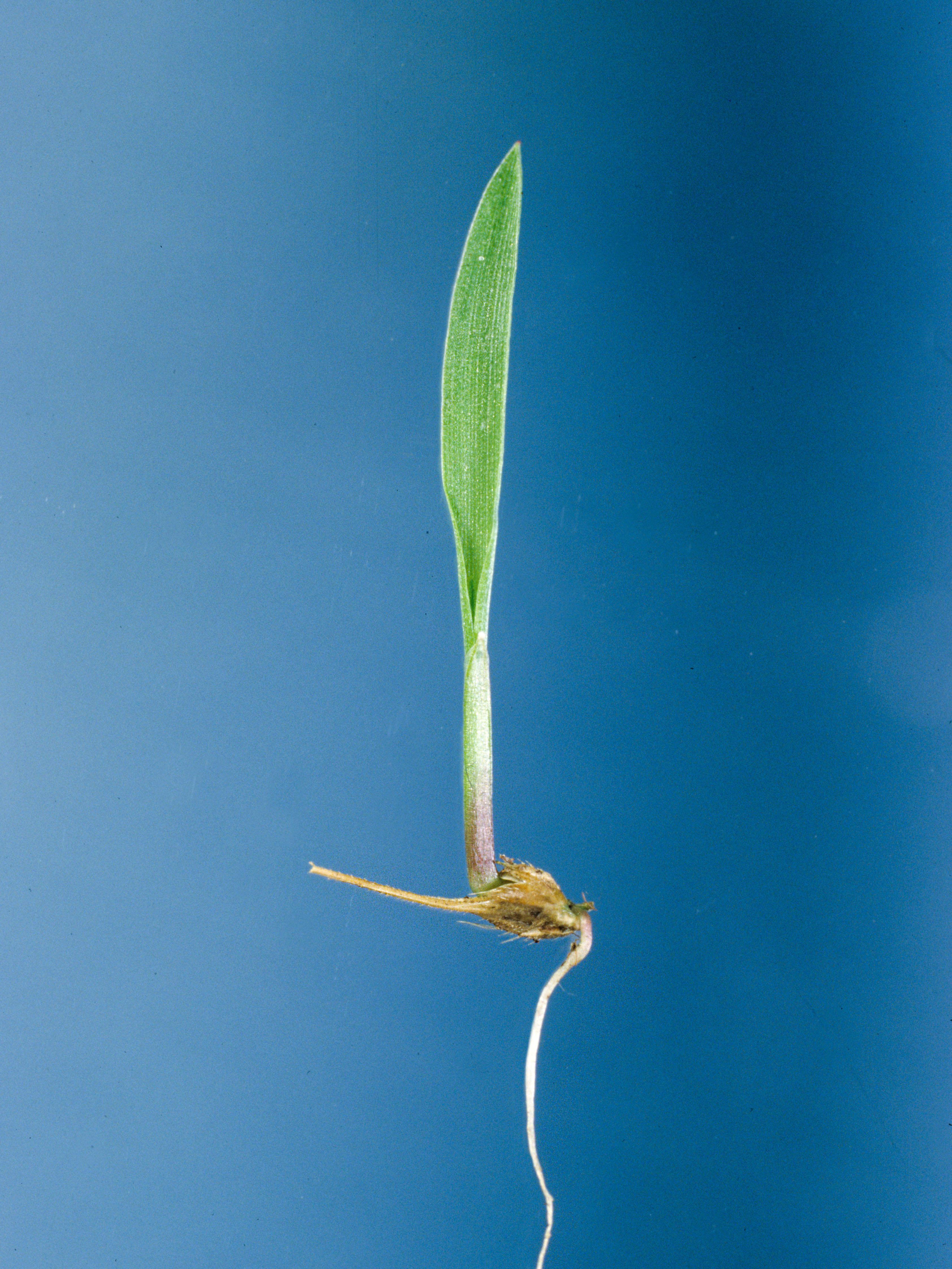Pied-de-coq(Echinochloa crus-galli)_1