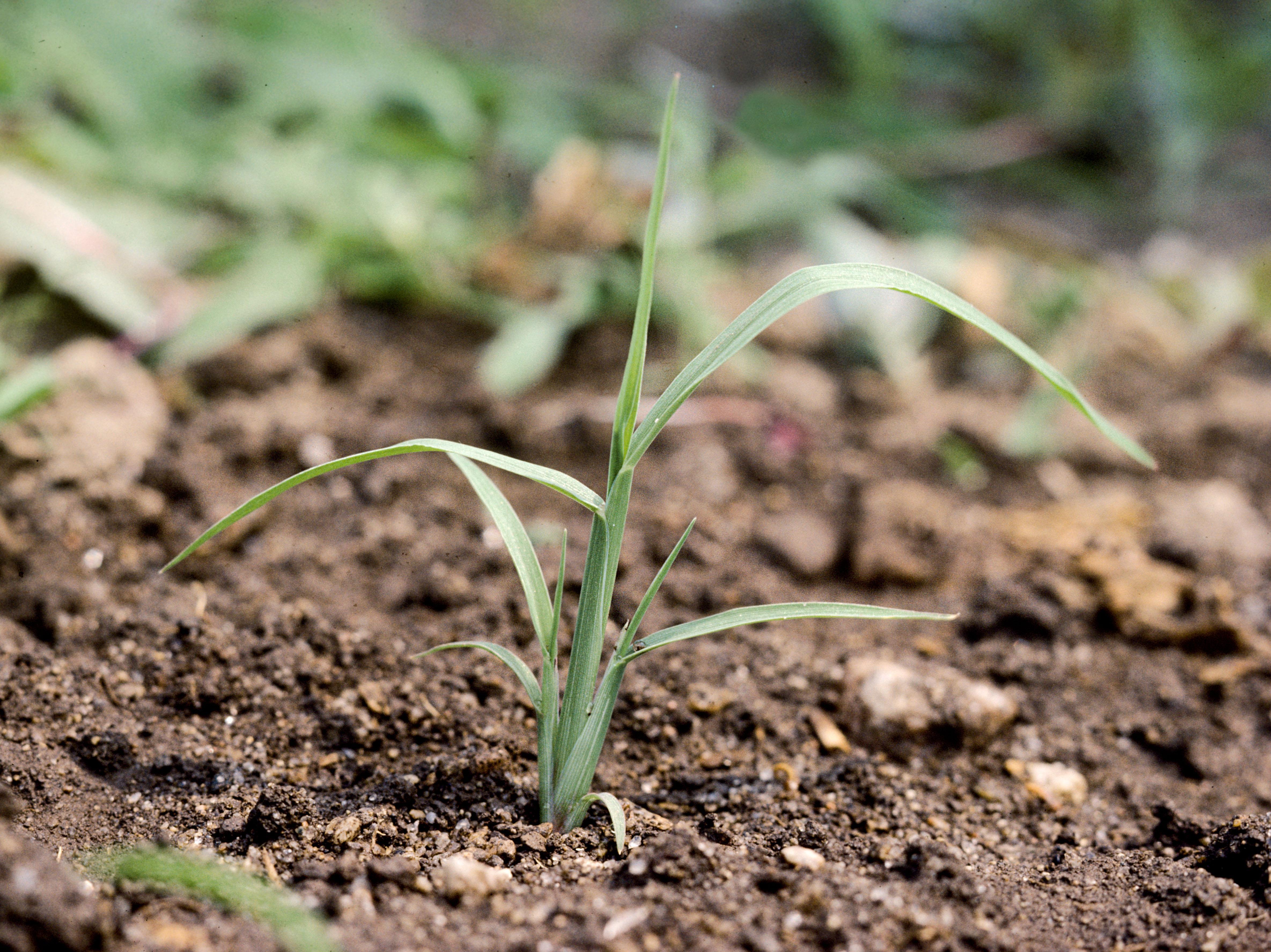 Pied-de-coq(Echinochloa crus-galli)_3