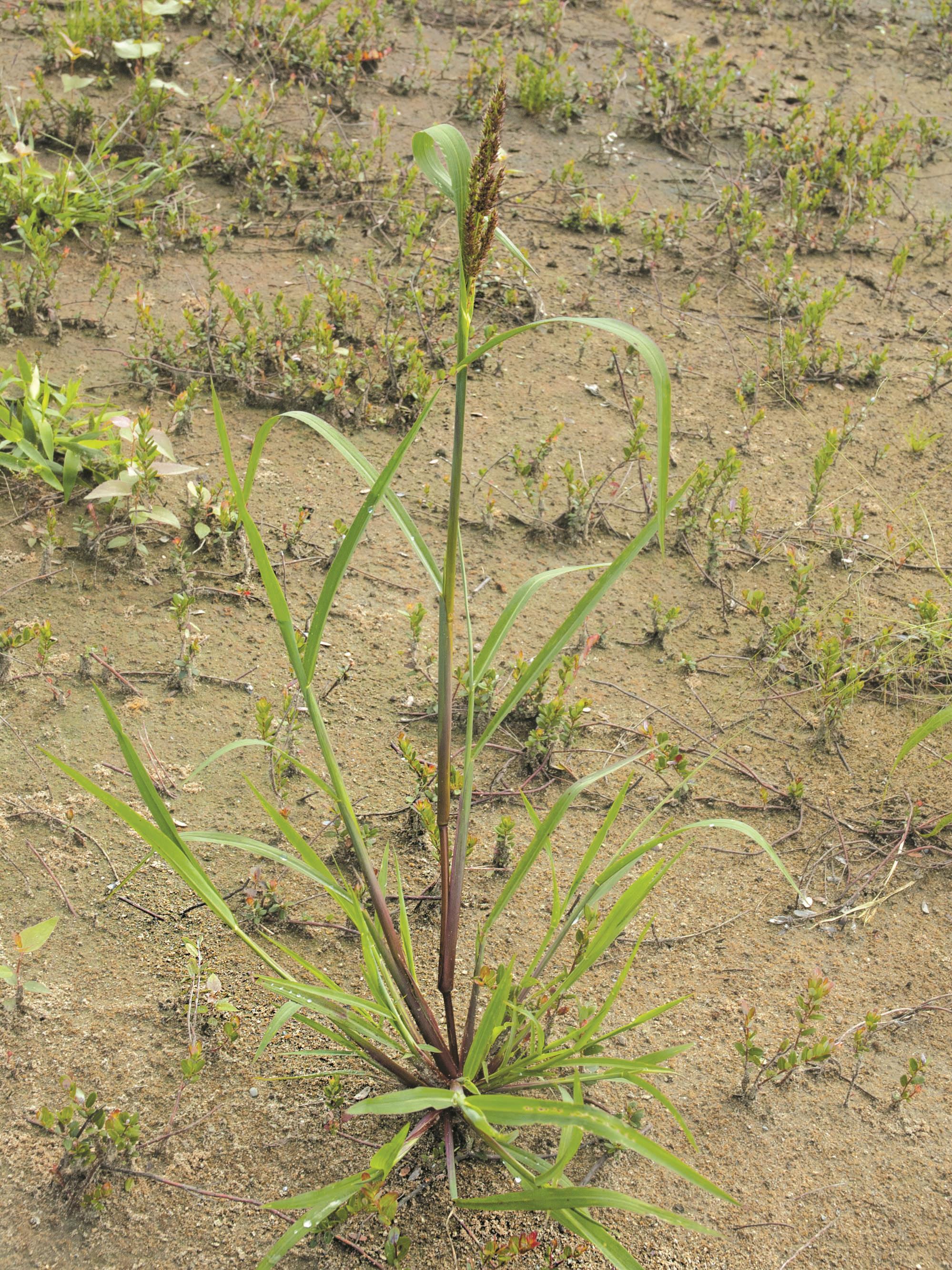 Pied-de-coq(Echinochloa crus-galli)_10