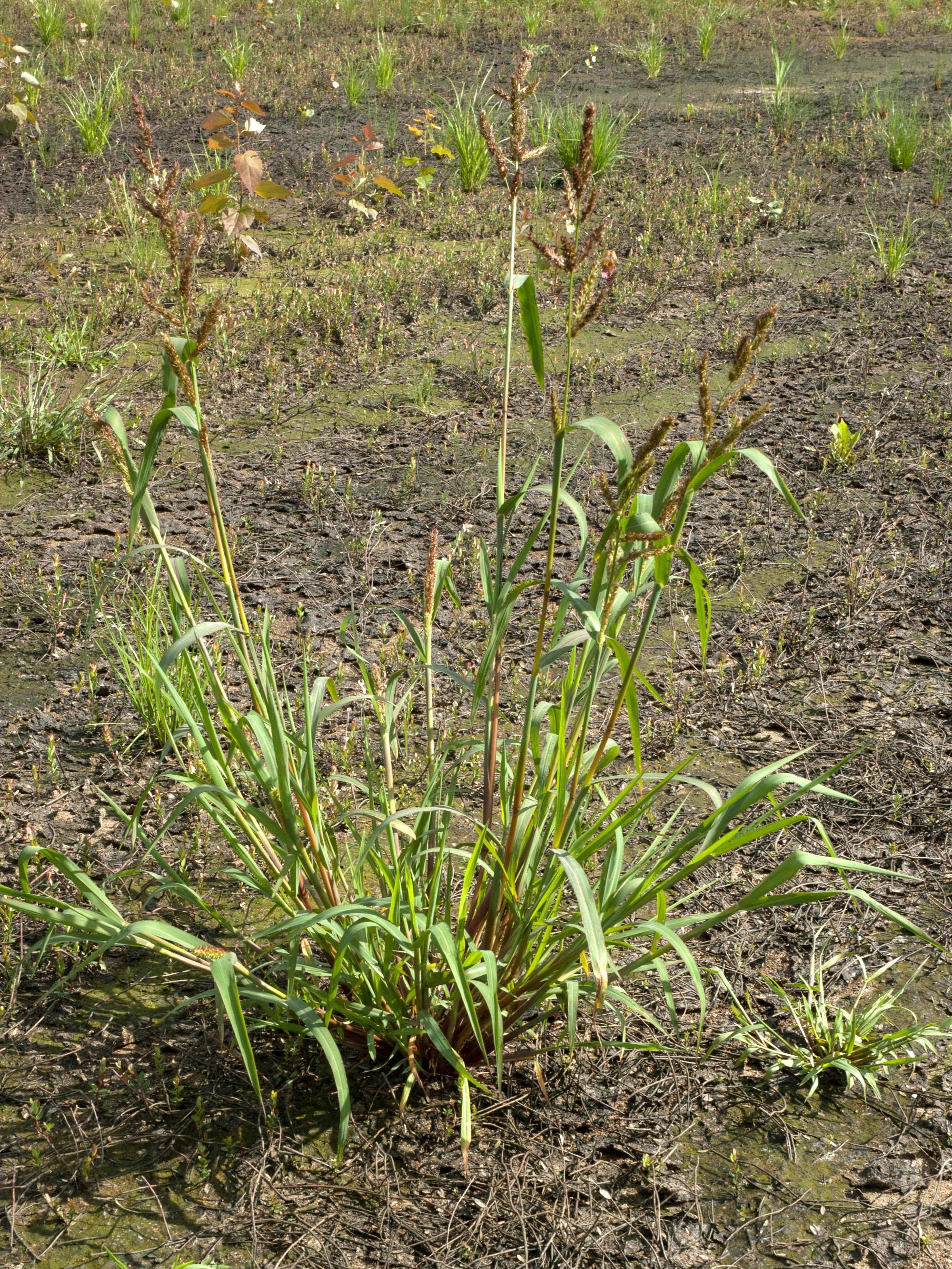 Pied-de-coq(Echinochloa crus-galli)_11