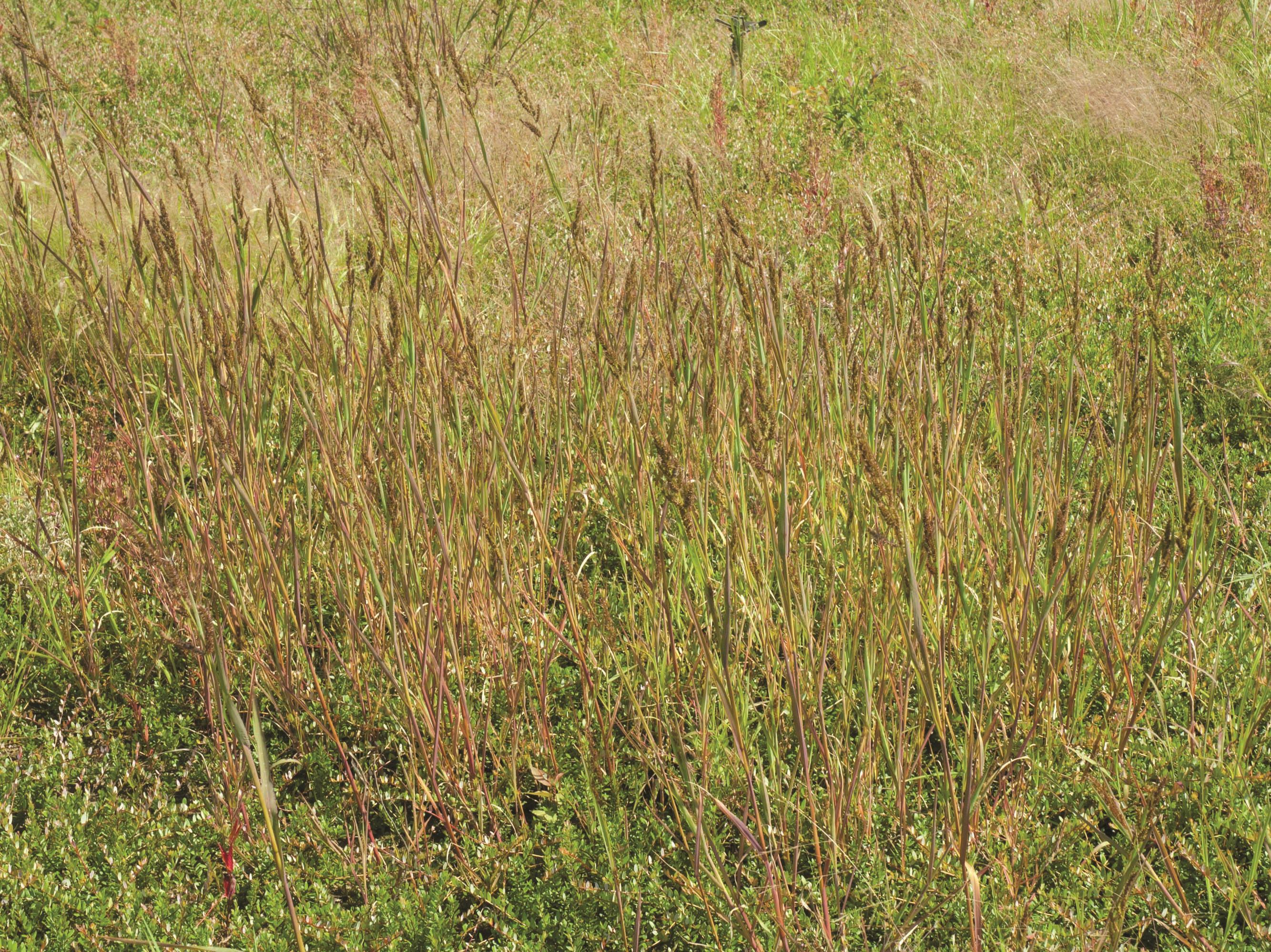 Pied-de-coq(Echinochloa crus-galli)_14