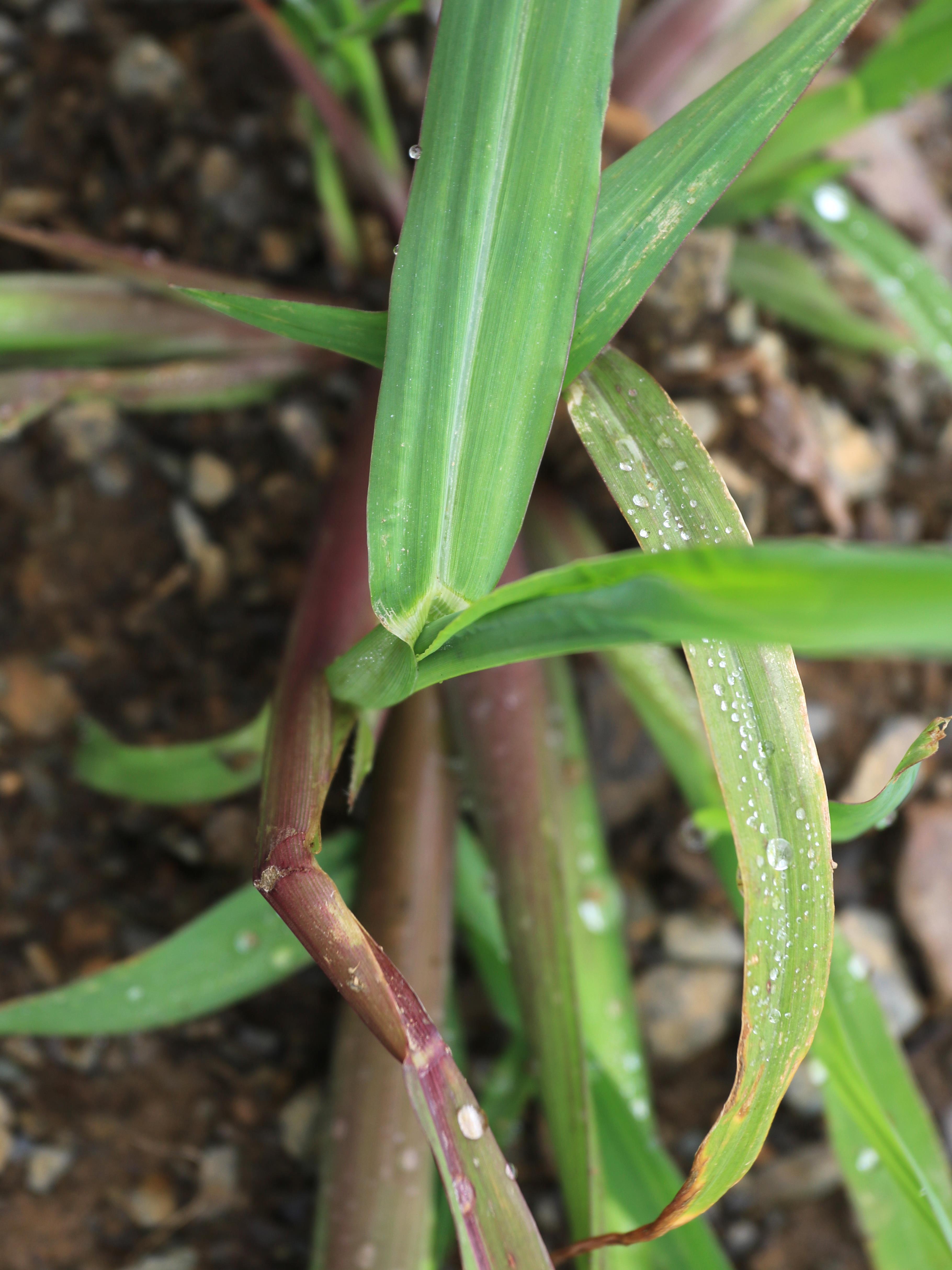 Pied-de-coq(Echinochloa crus-galli)_23