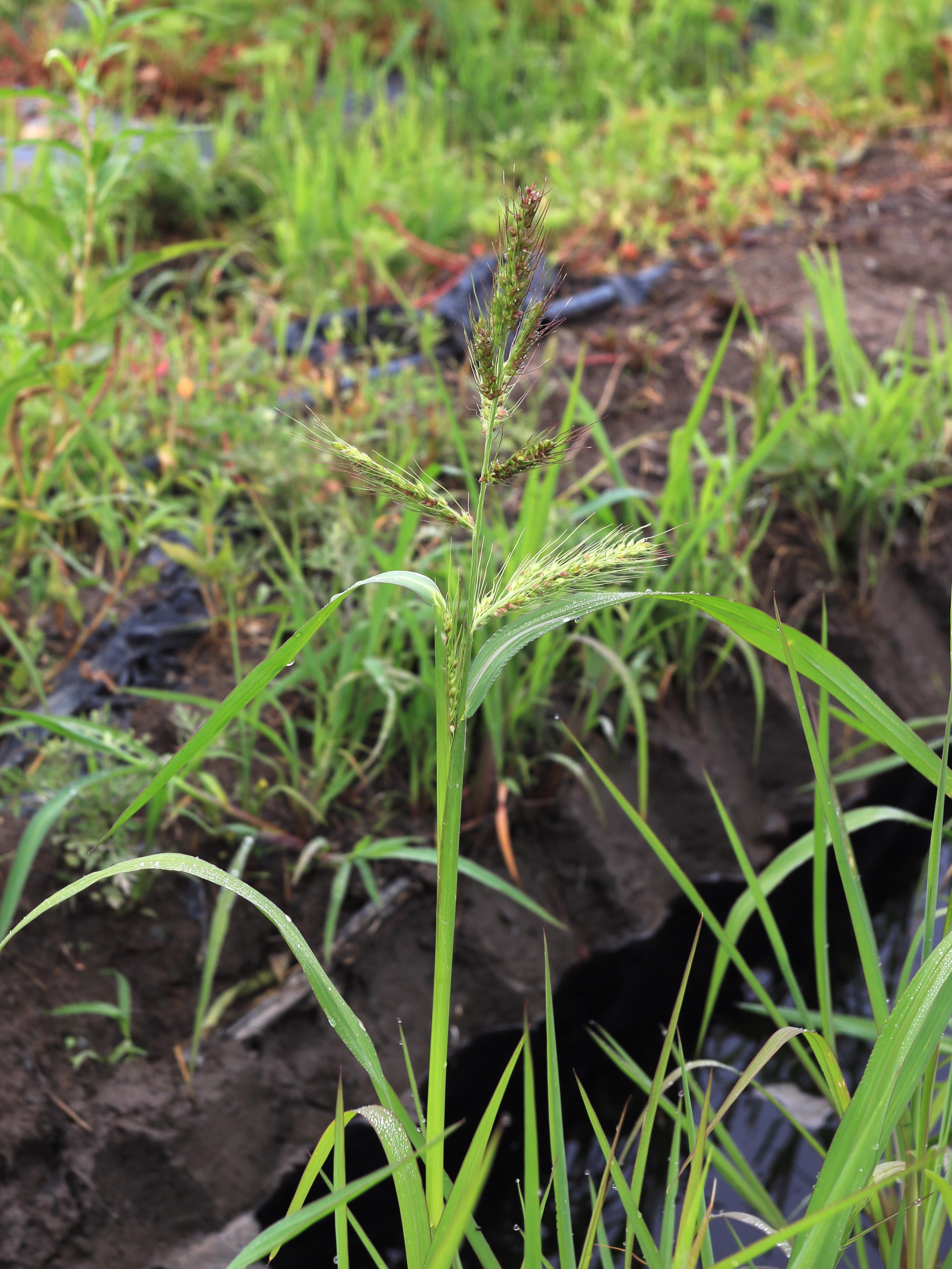 Pied-de-coq(Echinochloa crus-galli)_27