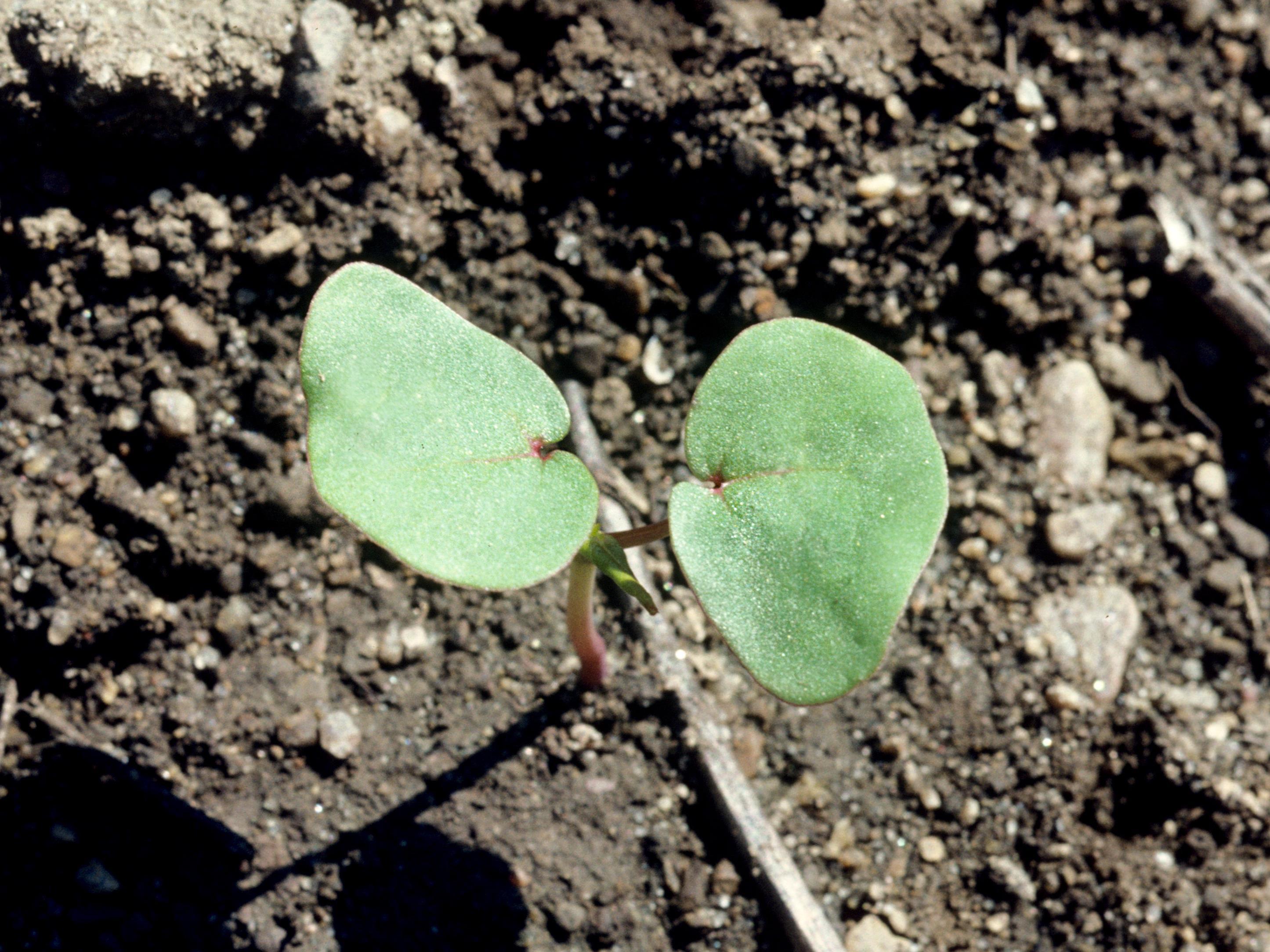 Sarrasin commun (Fagopyrum esculentum)_1