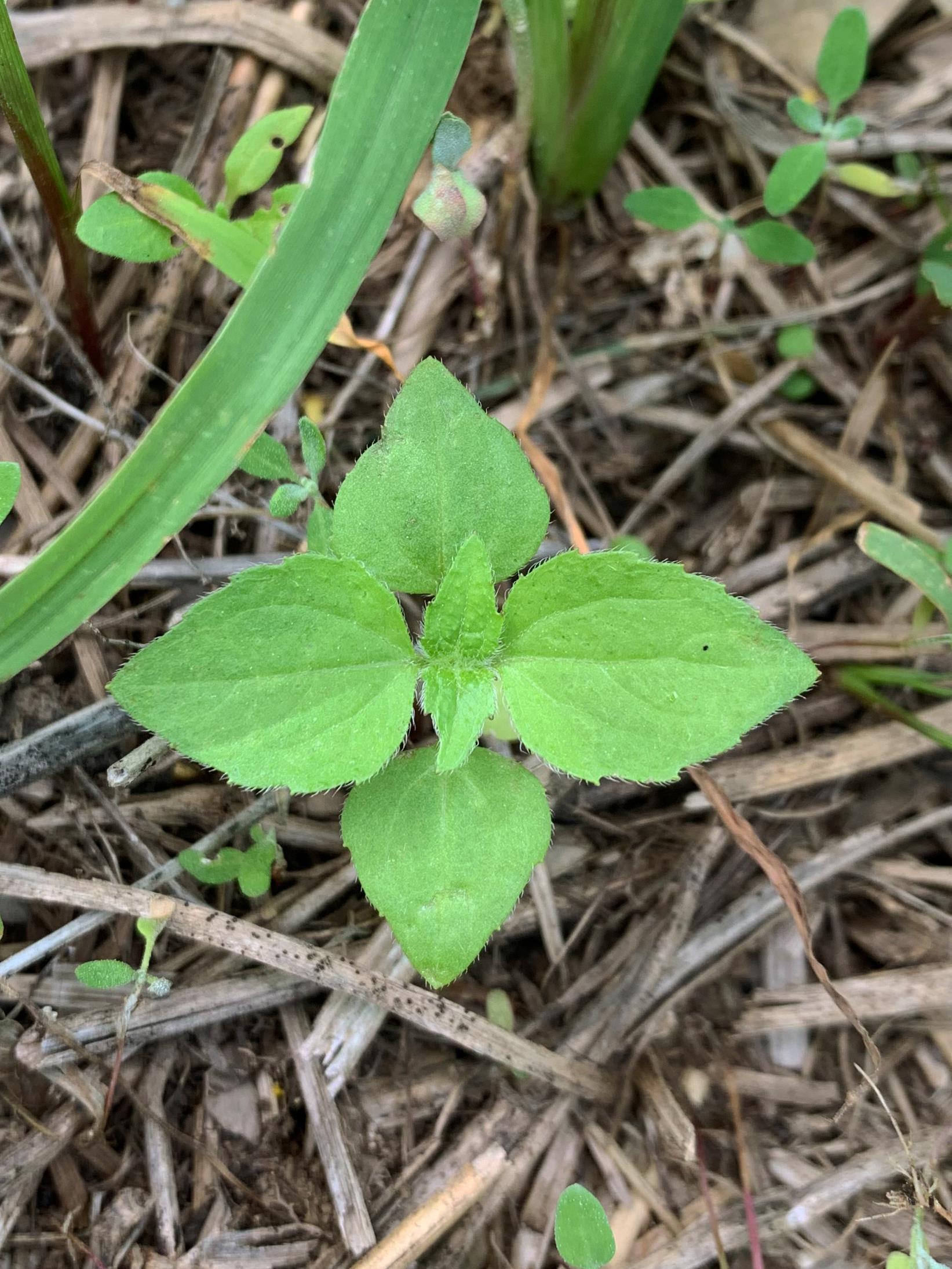 Galinsoga cilié (Galinsoga quadriradiata)_12