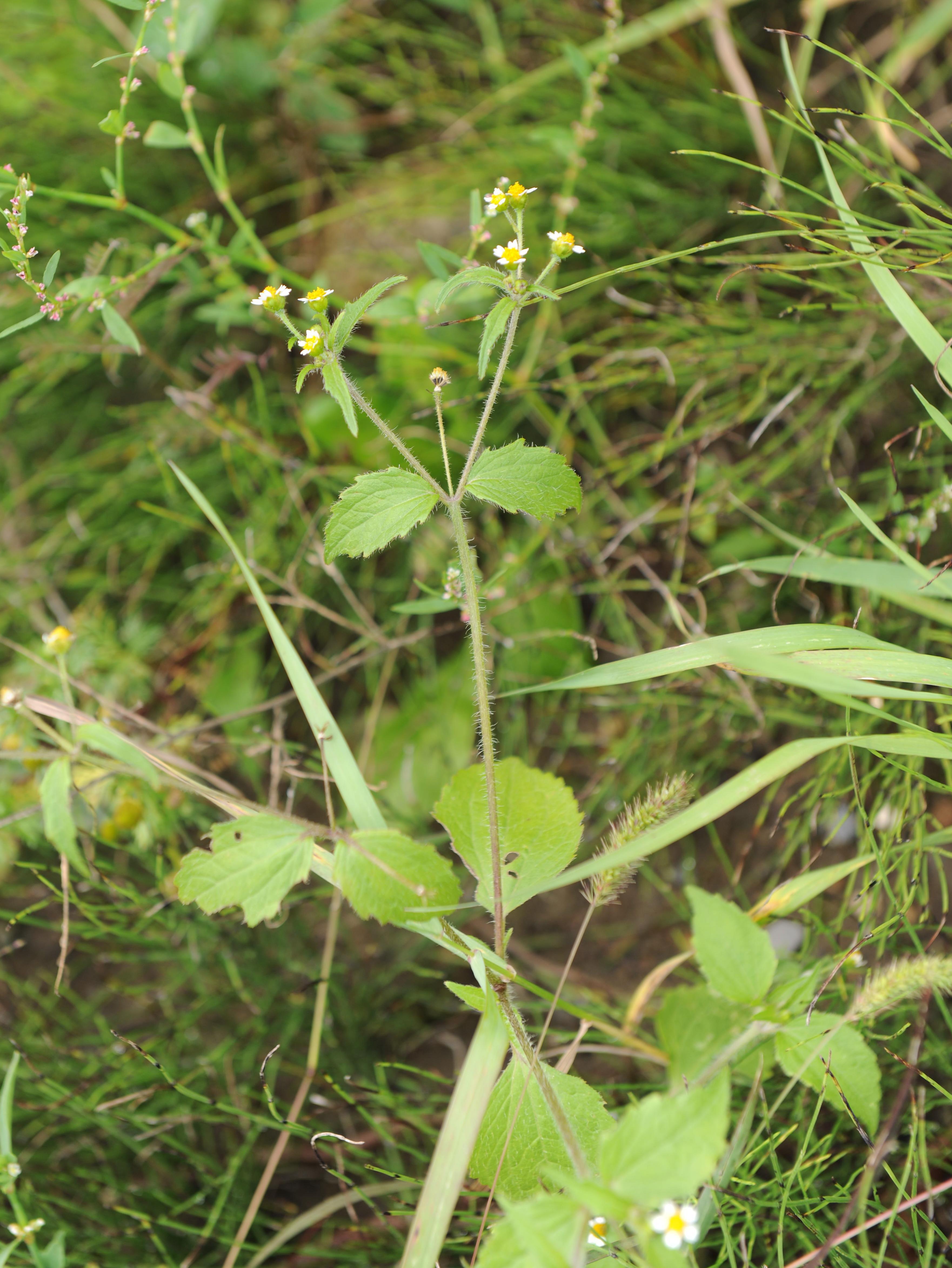 Galinsoga cilié (Galinsoga quadriradiata)_15