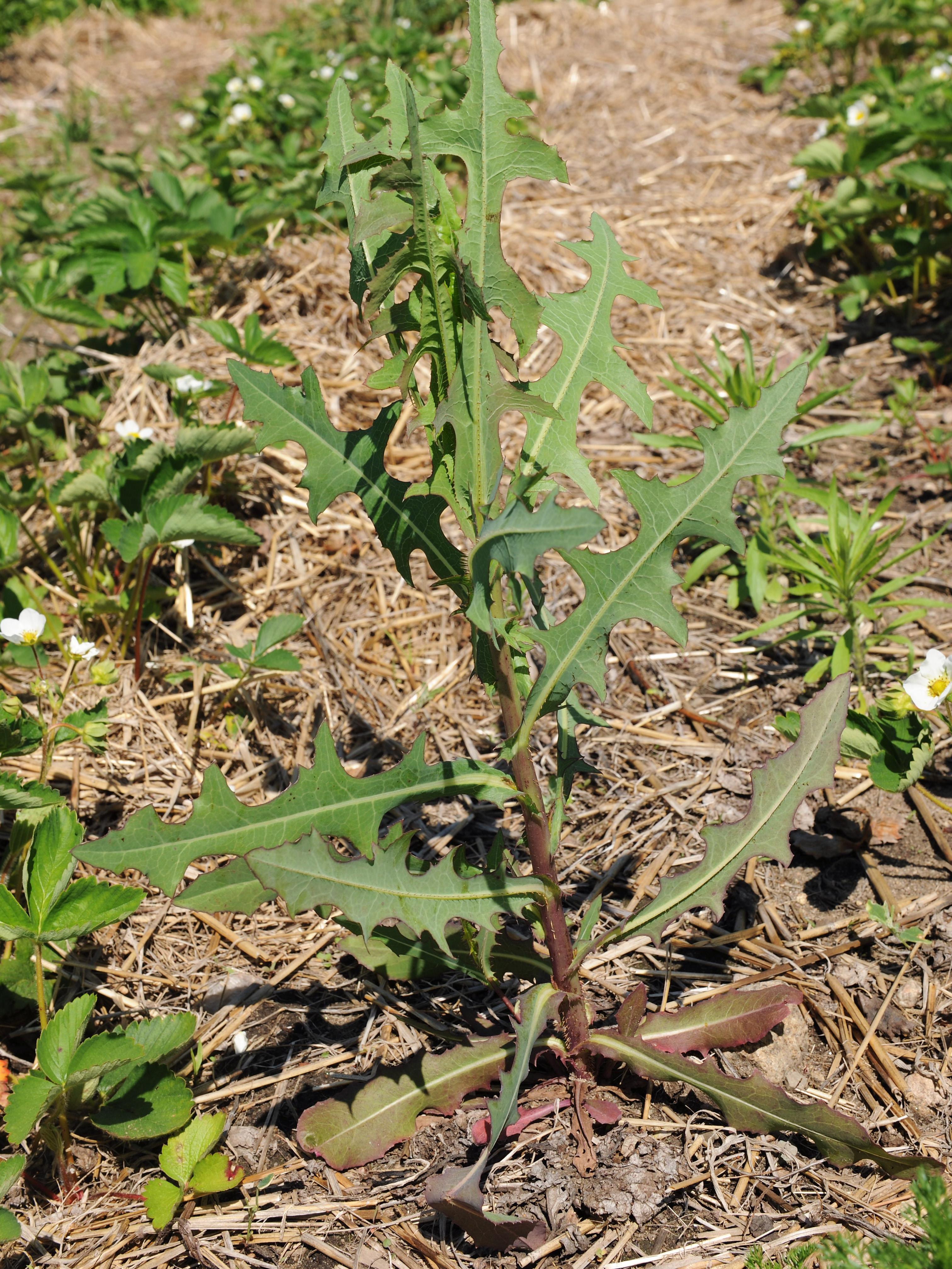 Laitue scariole (Lactuca serriola)_8