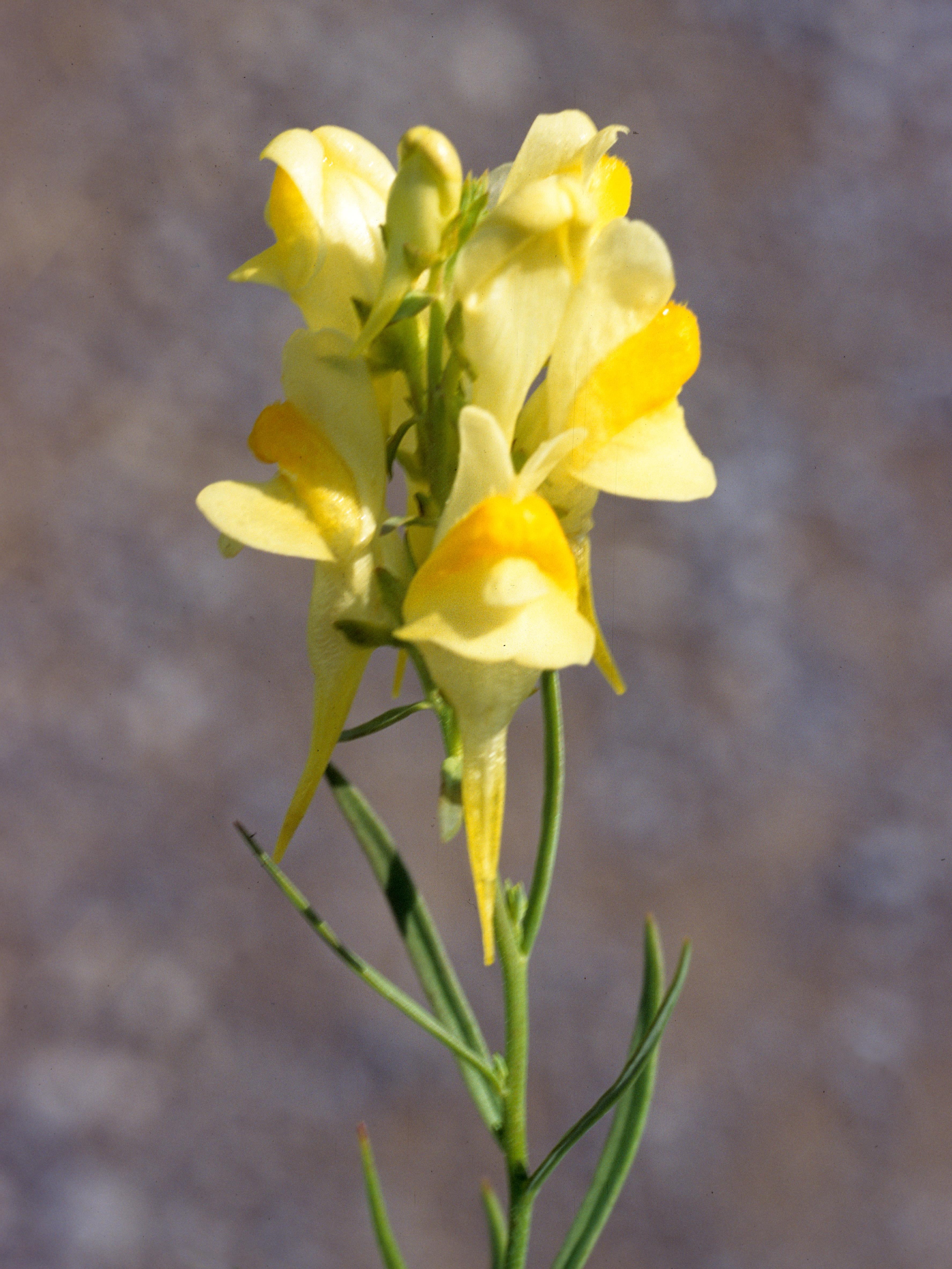 Linaire vulgaire (Linaria vulgaris)_4