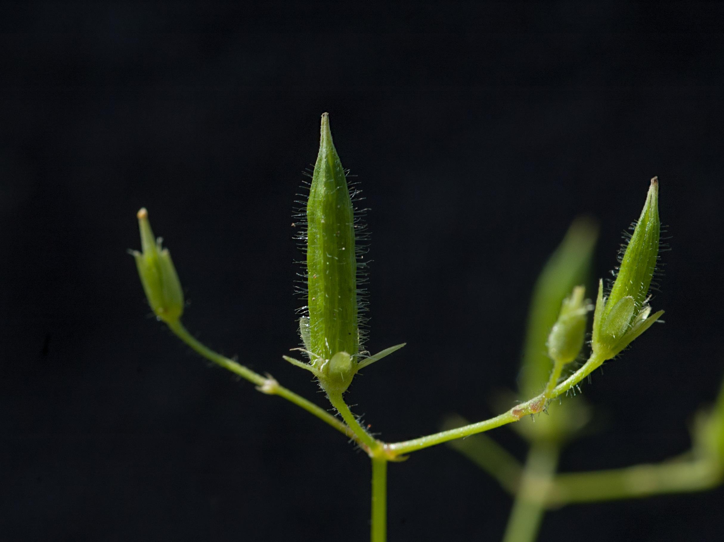 Oxalide Europe (Oxalis stricta)_11
