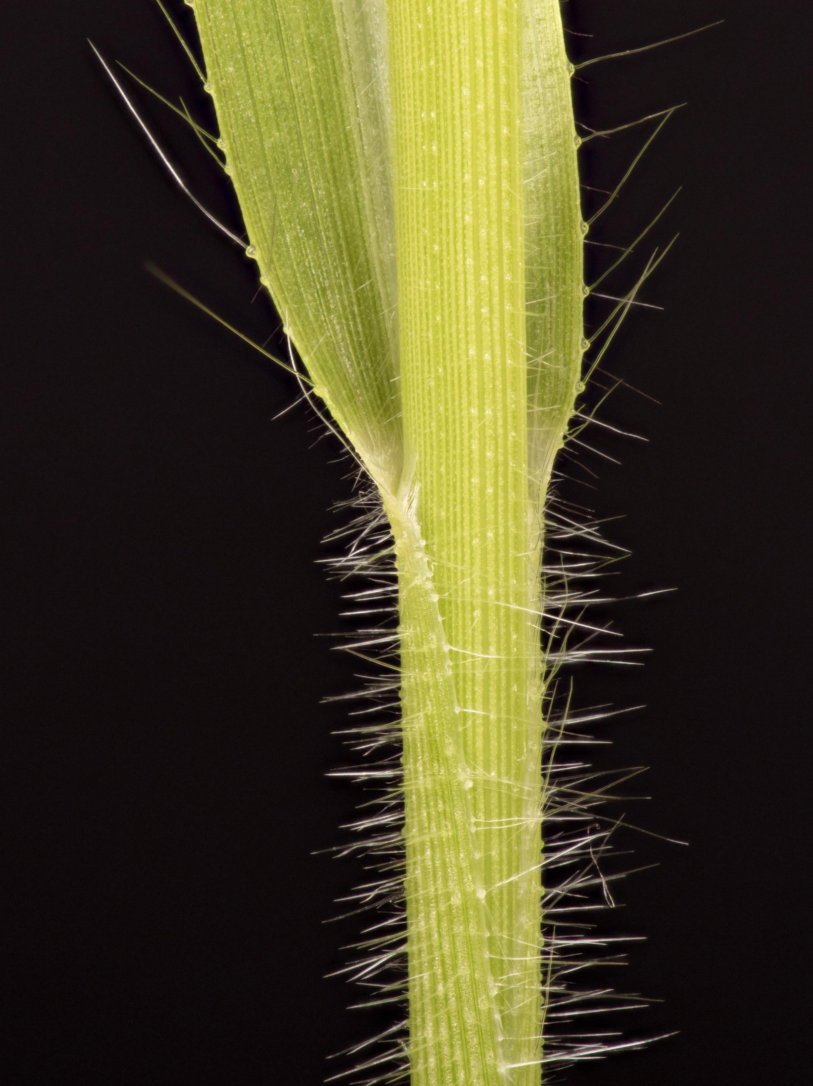 Panic capillaire (Panicum capillare)_15