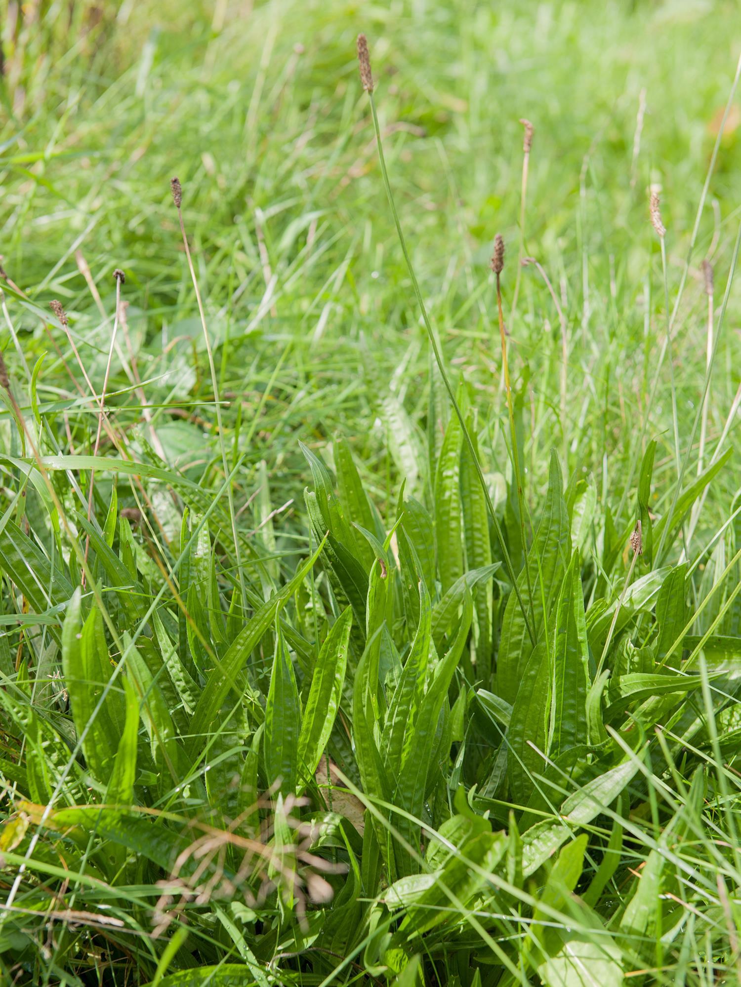 Plantain lancéolé (Plantago lanceolata)_10