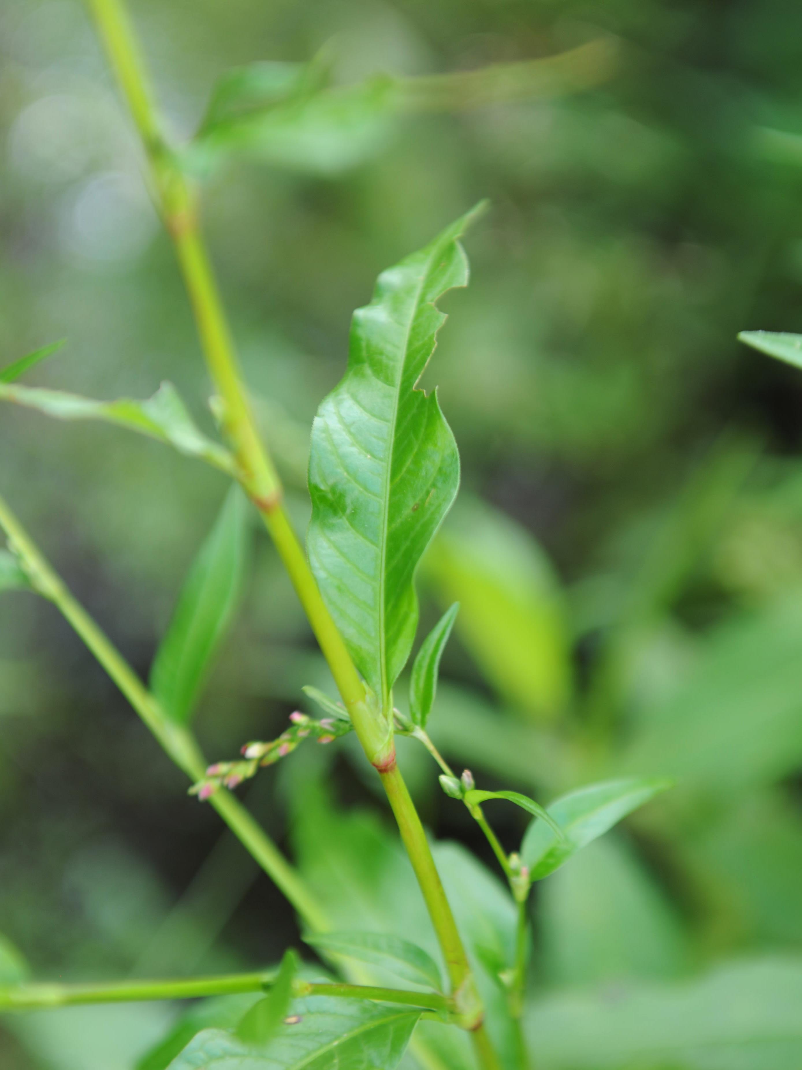Renouée poivre eau (Persicaria hydropiper)_17