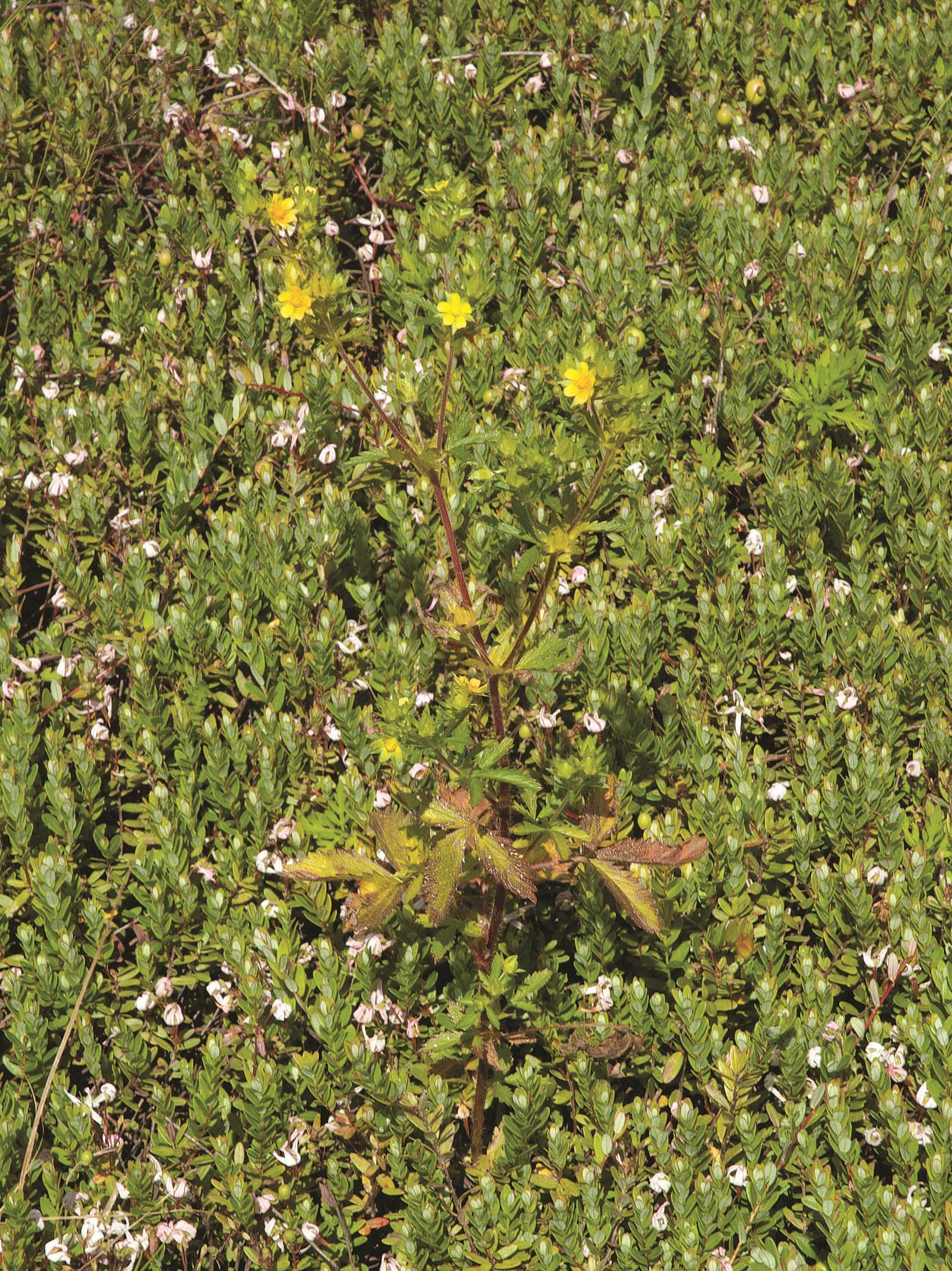 Potentille Norvège (Potentilla norvegica)_11