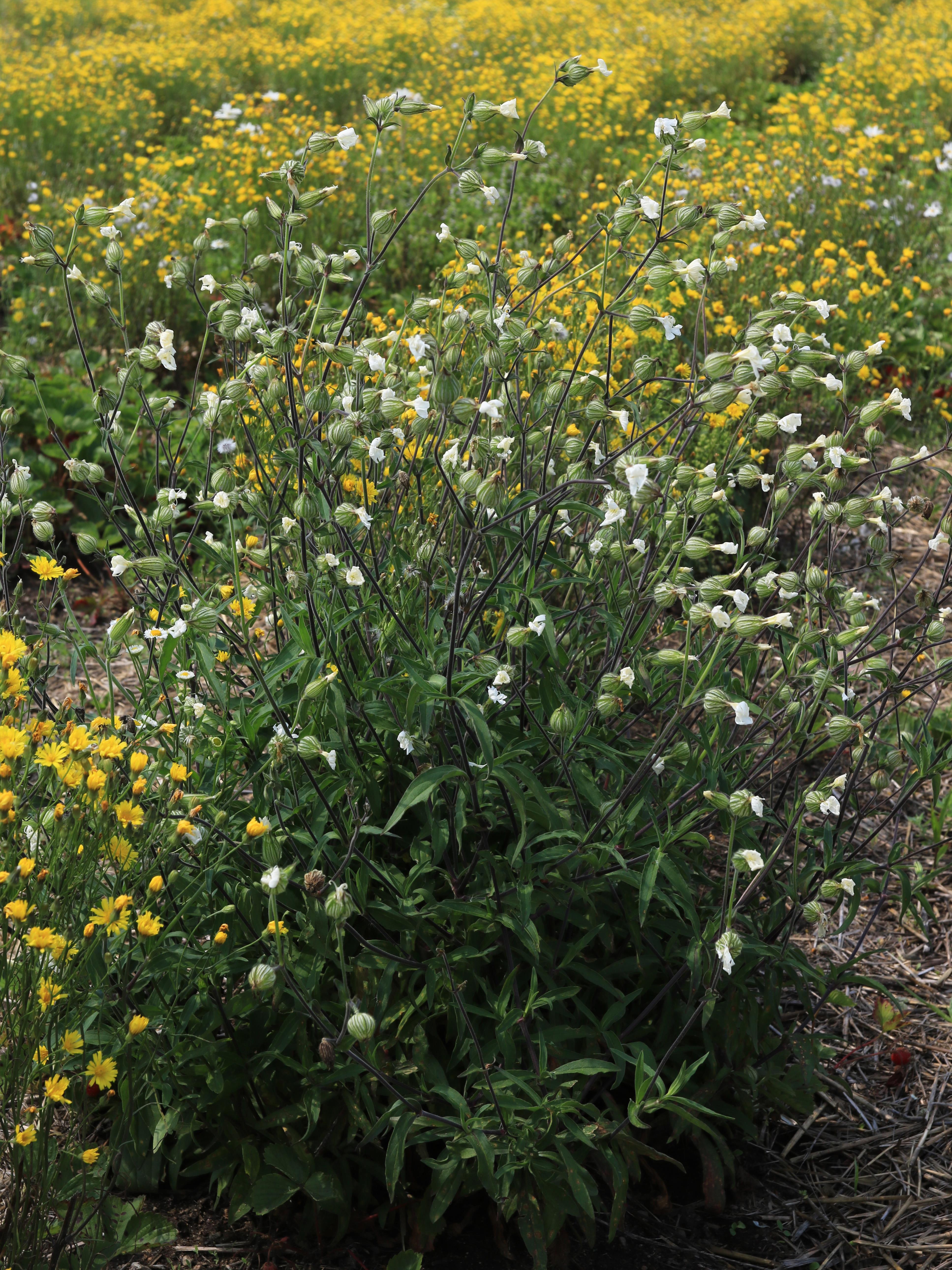 Lychnide blanche (Silene latifolia)_27