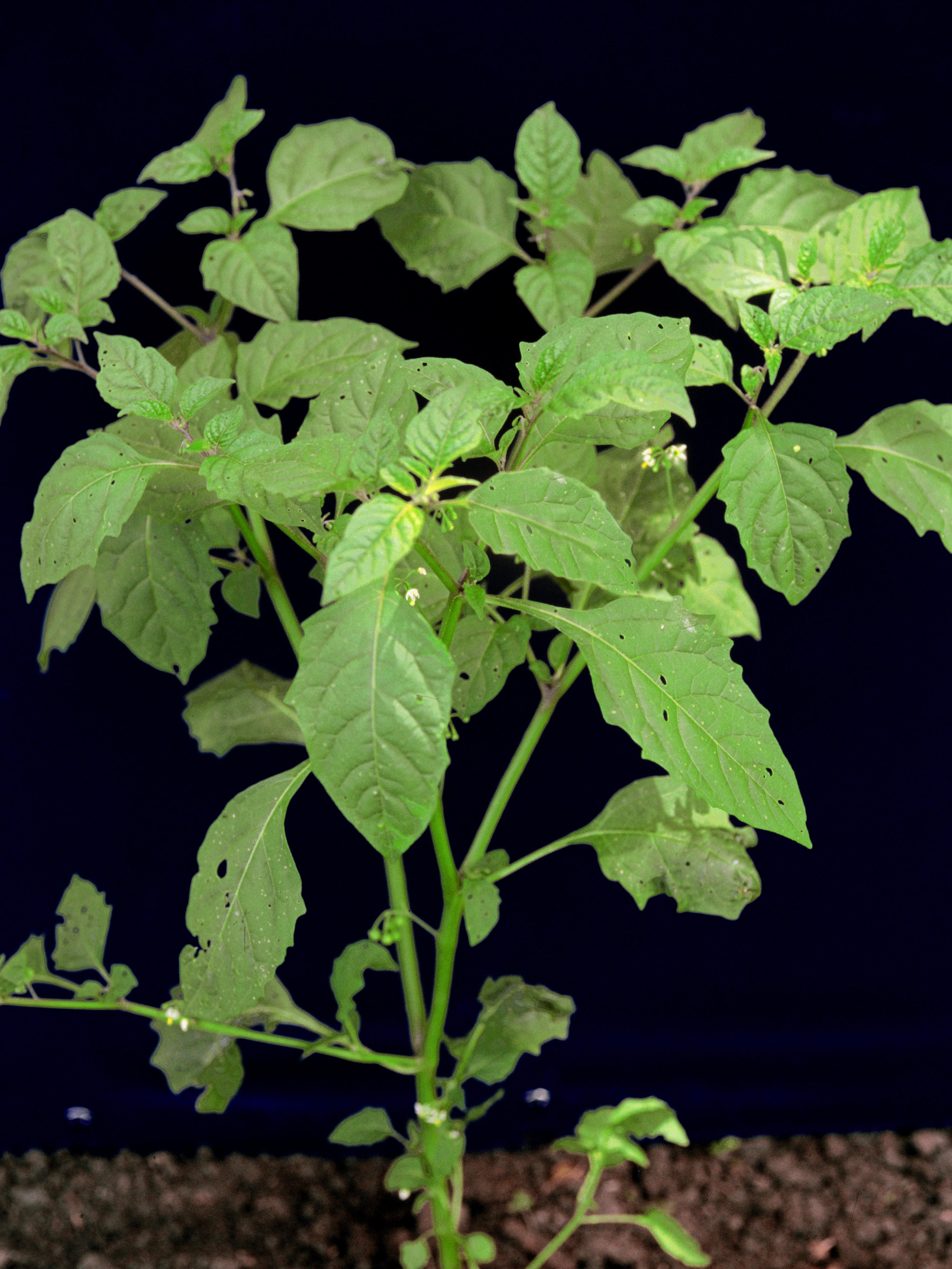 Morelle noire Est (Solanum ptychanthum)_1