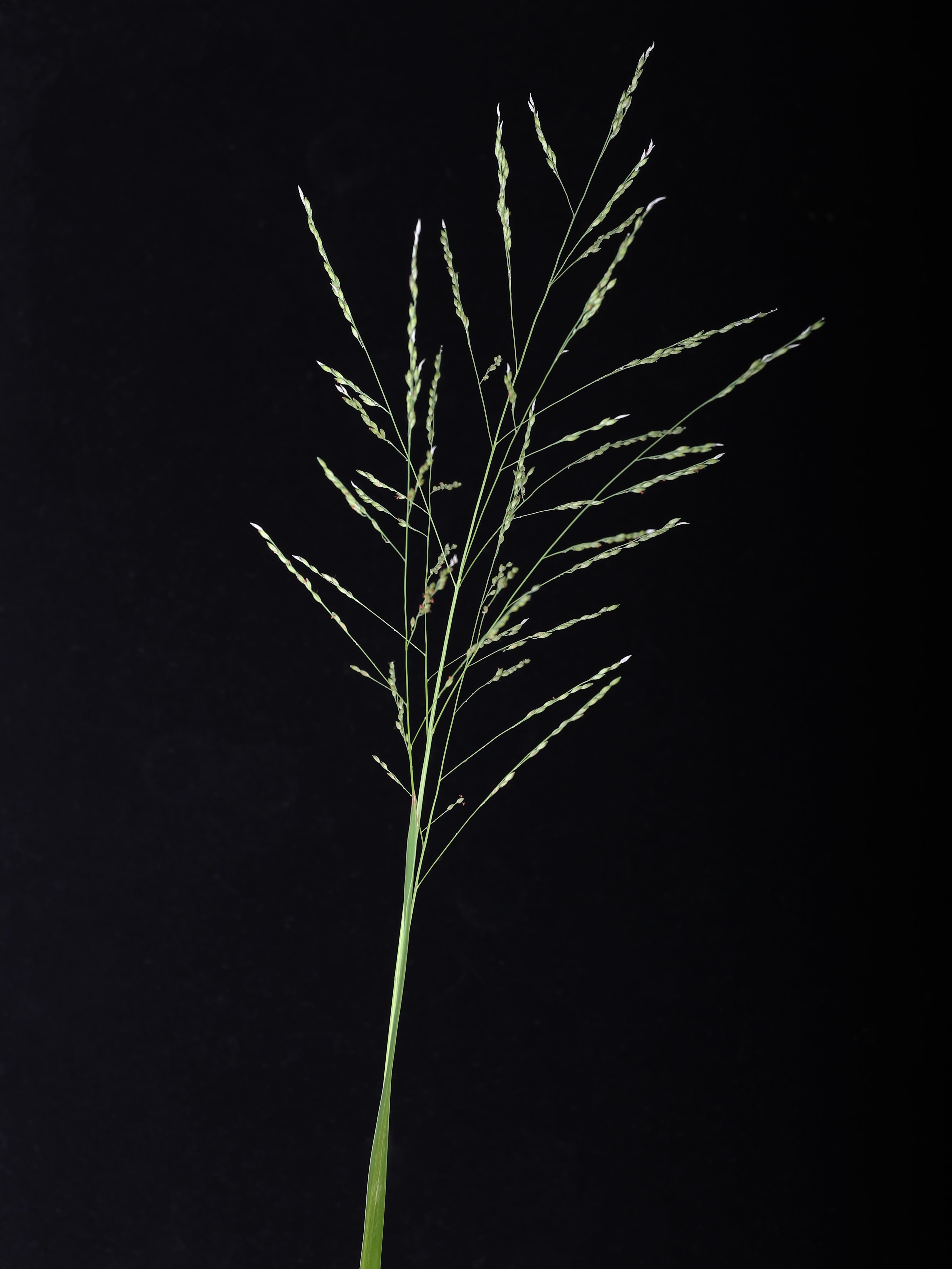 Panic automne (Panicum dichotomiflorum)_14