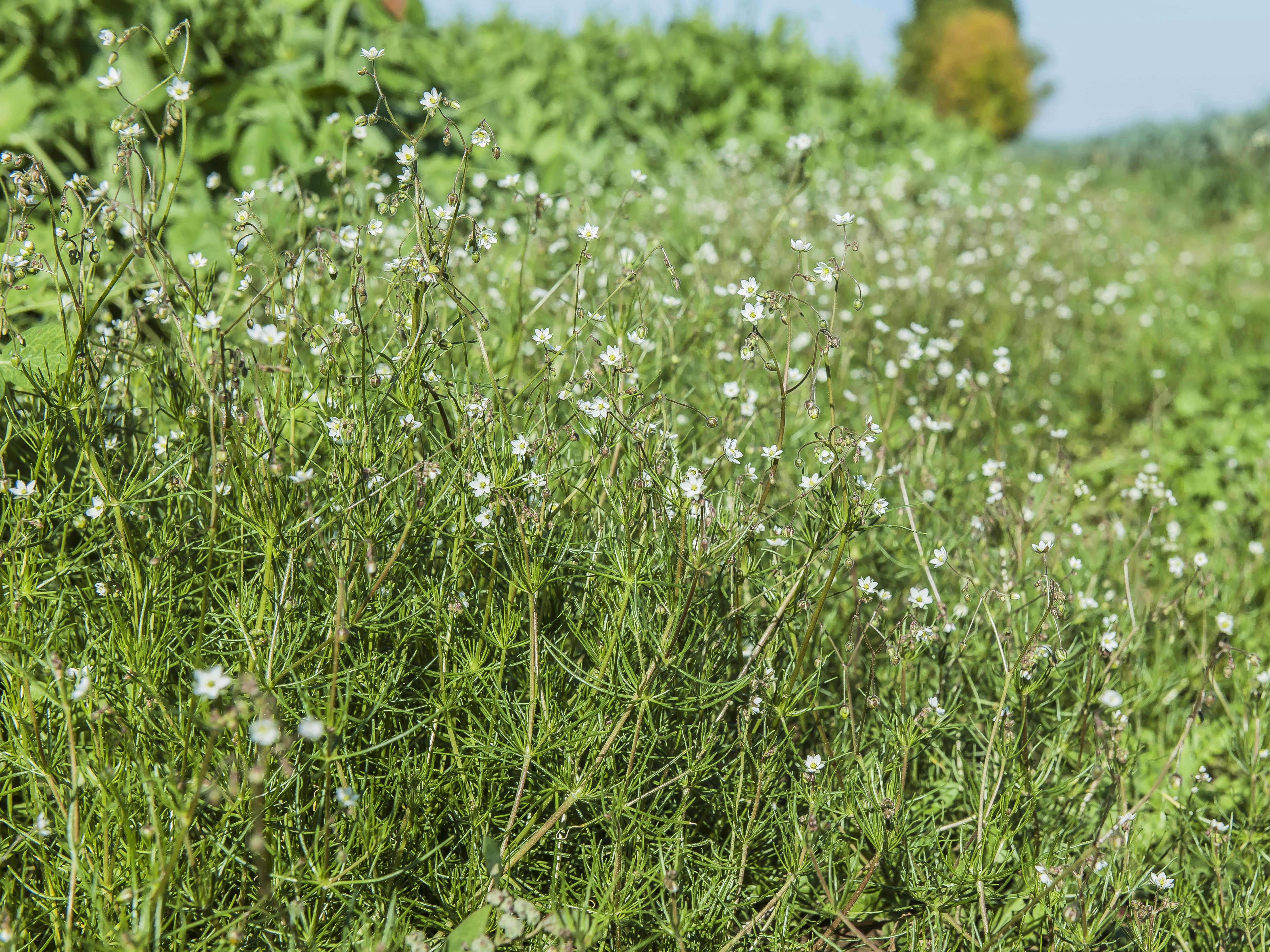 Spargoute des champs(Spergula arvensis)_15