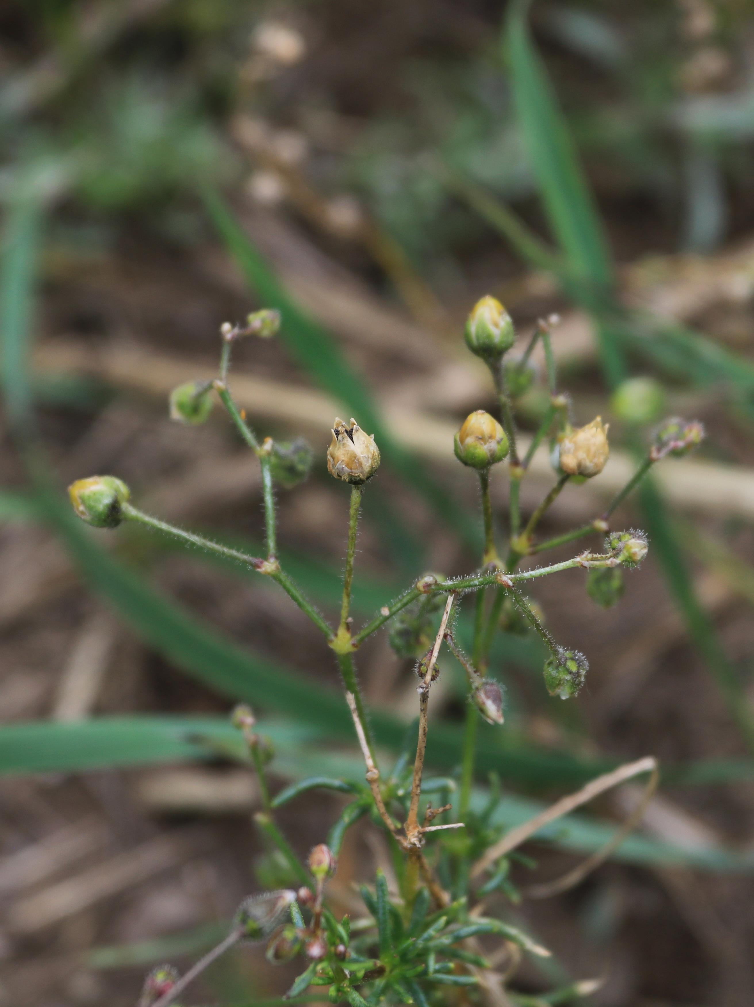 Spargoute des champs(Spergula arvensis)_24