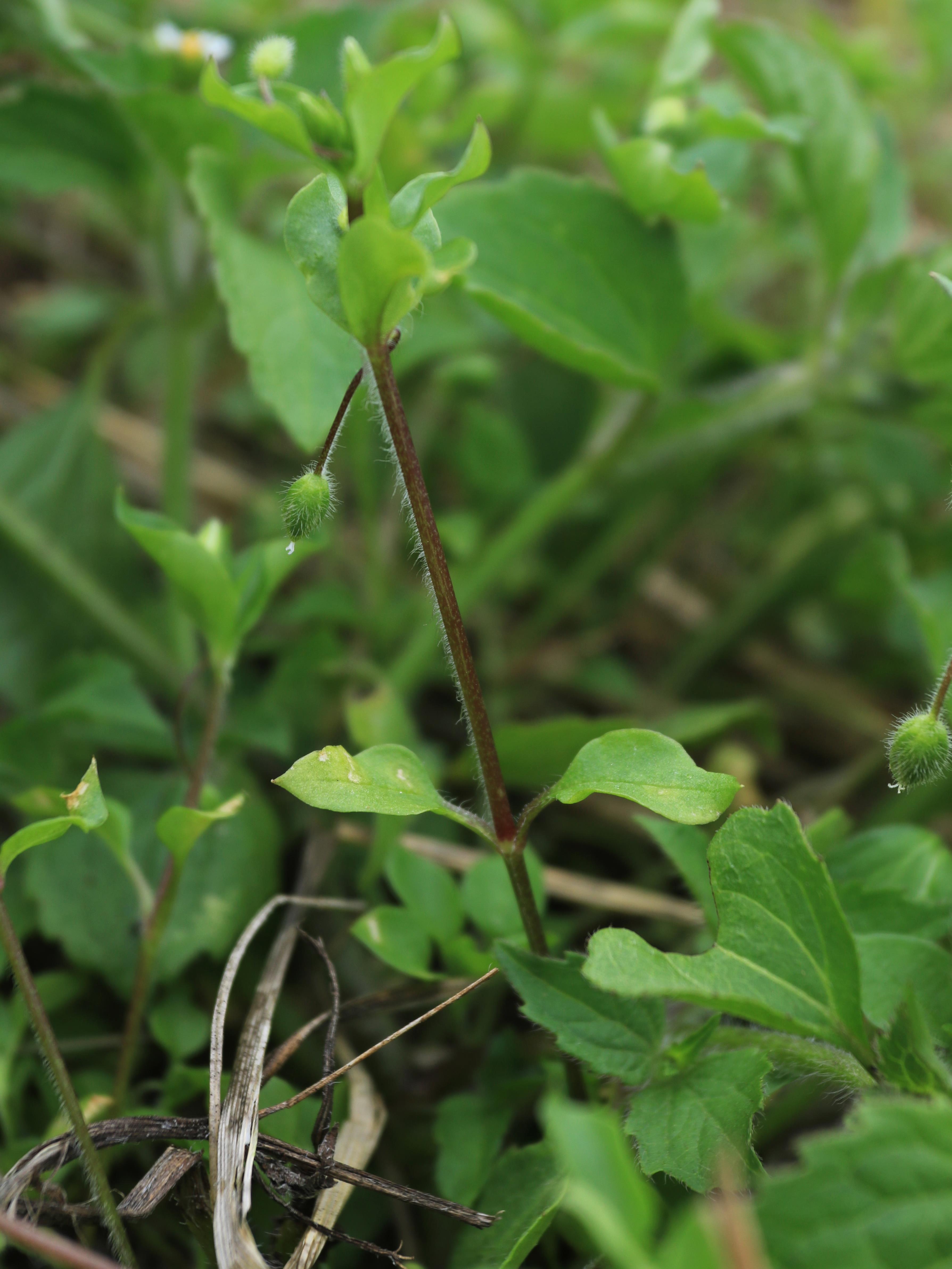 Stellaire moyenne(Stellaria media)_11