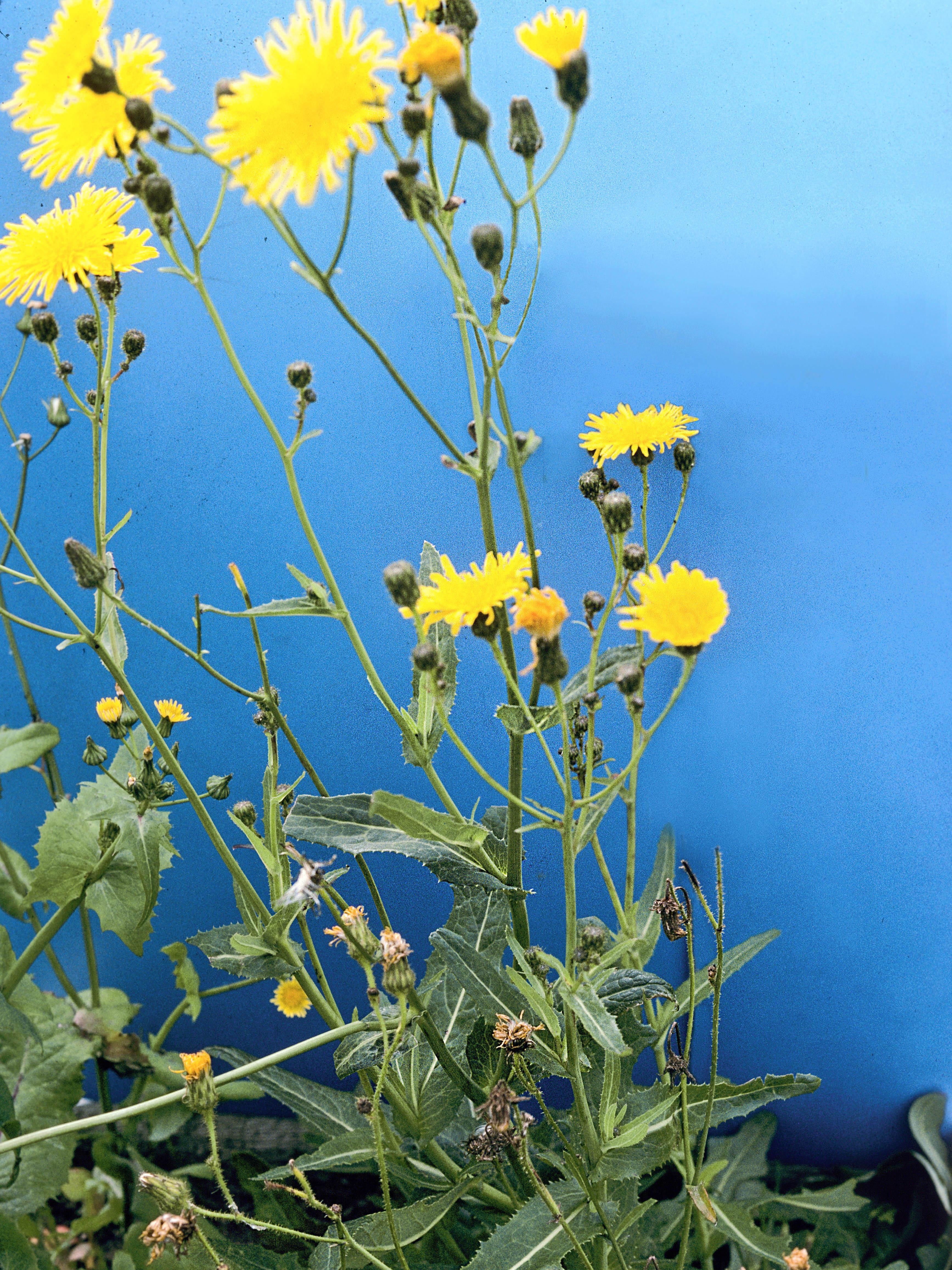 Laiteron champs (Sonchus arvensis)_11