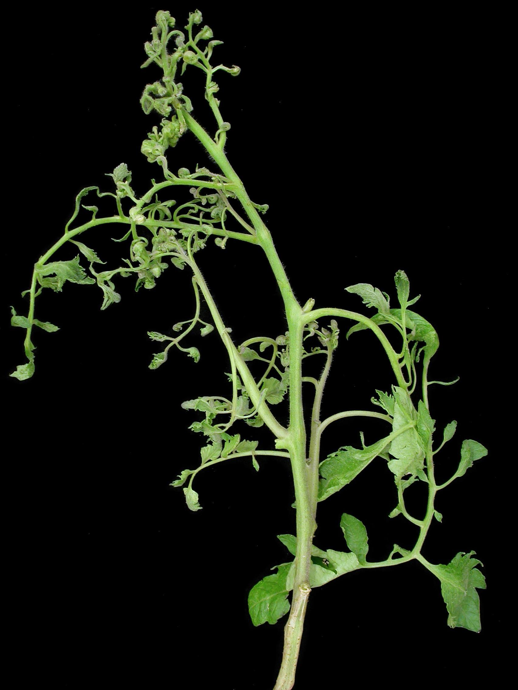 Tomate - clopyralide (4)_1