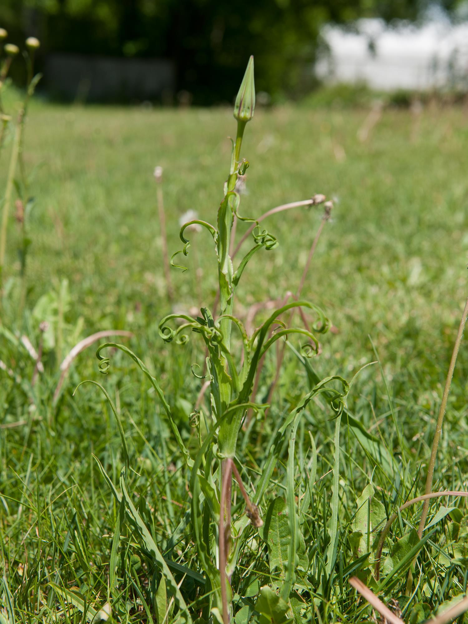 Salsifis prés (Tragopogon pratensis)_8