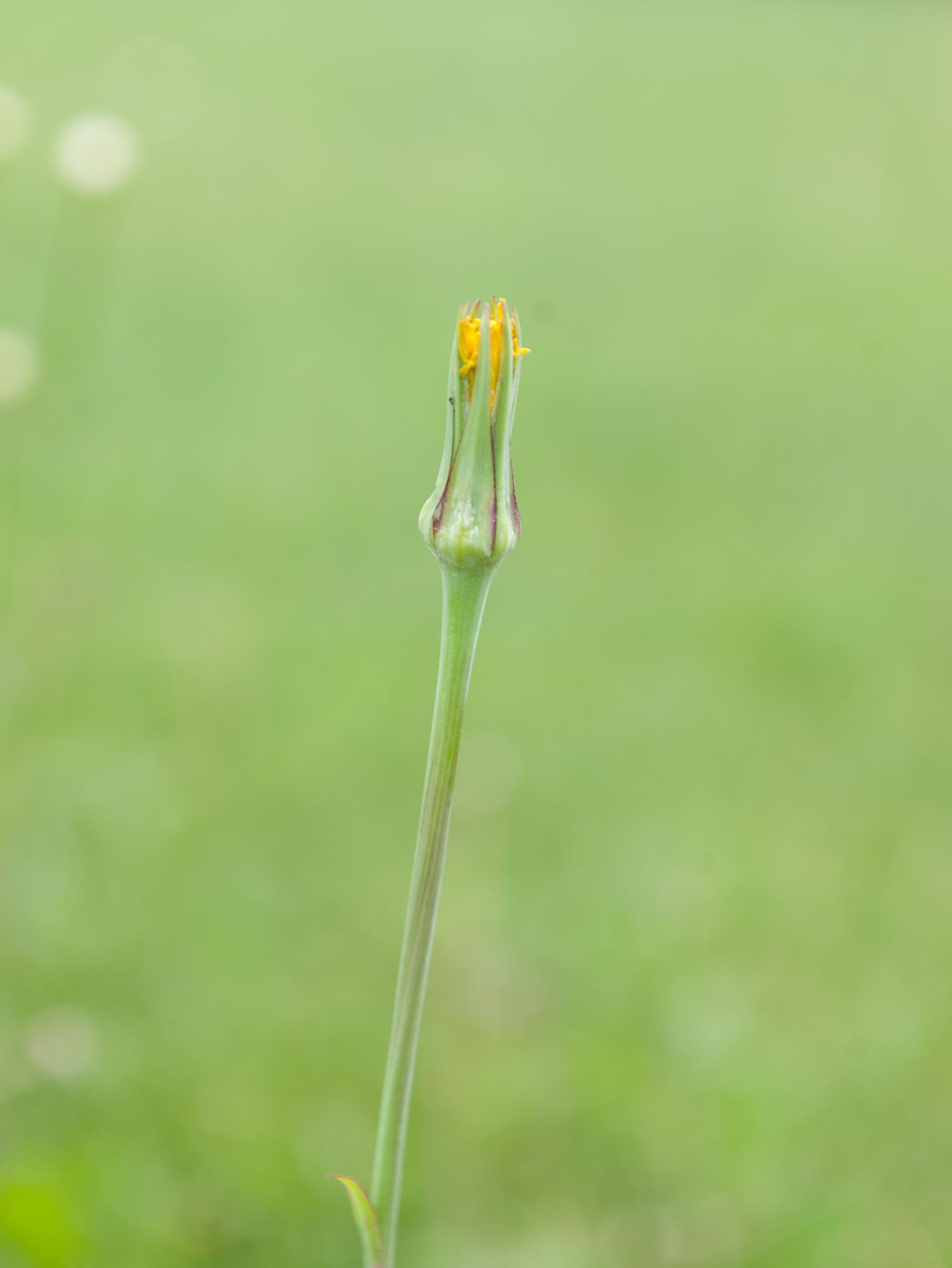 Salsifis prés (Tragopogon pratensis)_10