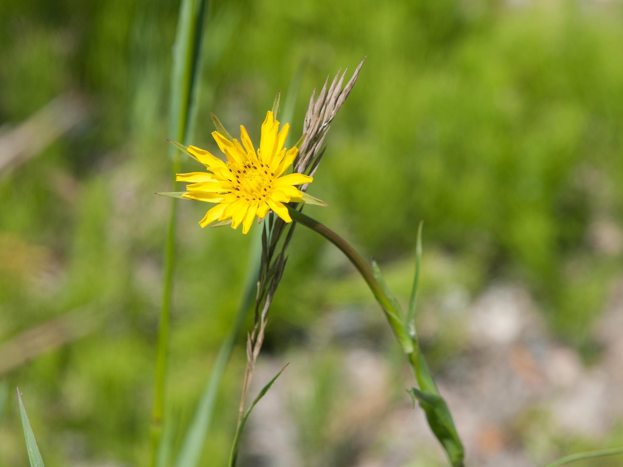 Salsifis prés (Tragopogon pratensis)_11