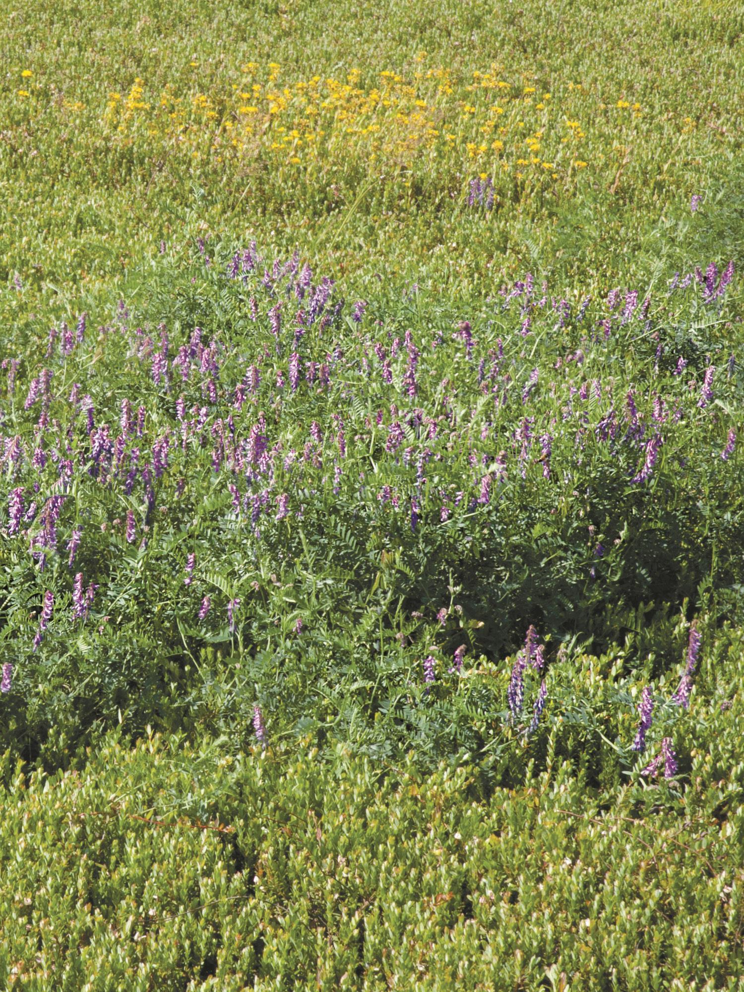 Vesce jargeau(Vicia cracca)_17