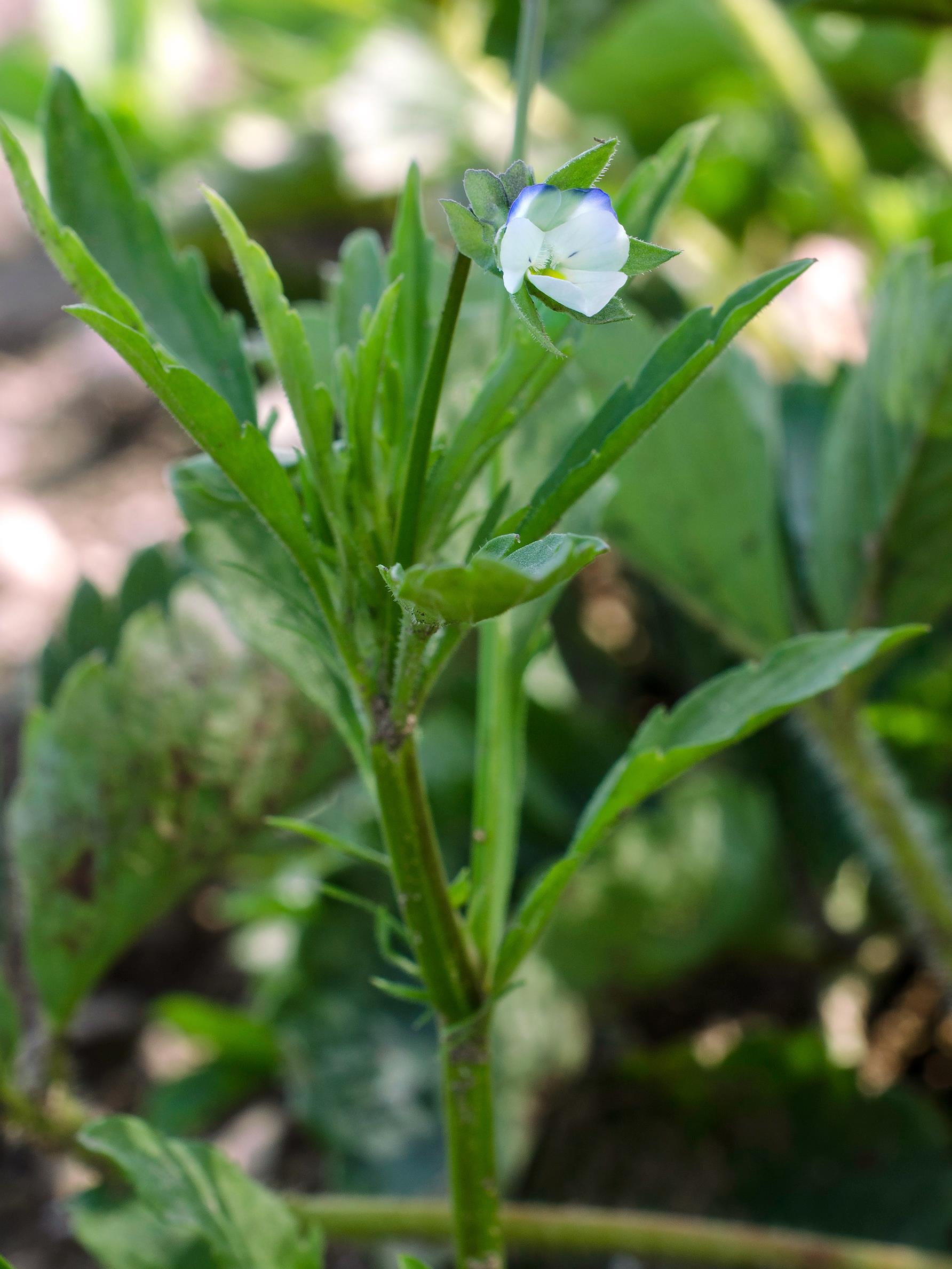 Violette des champs(Viola arvensis)_6