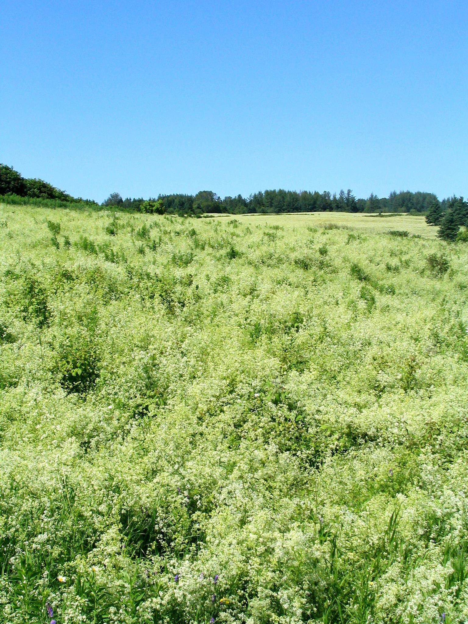 Gaillet mollugine (Galium mollugo)_11