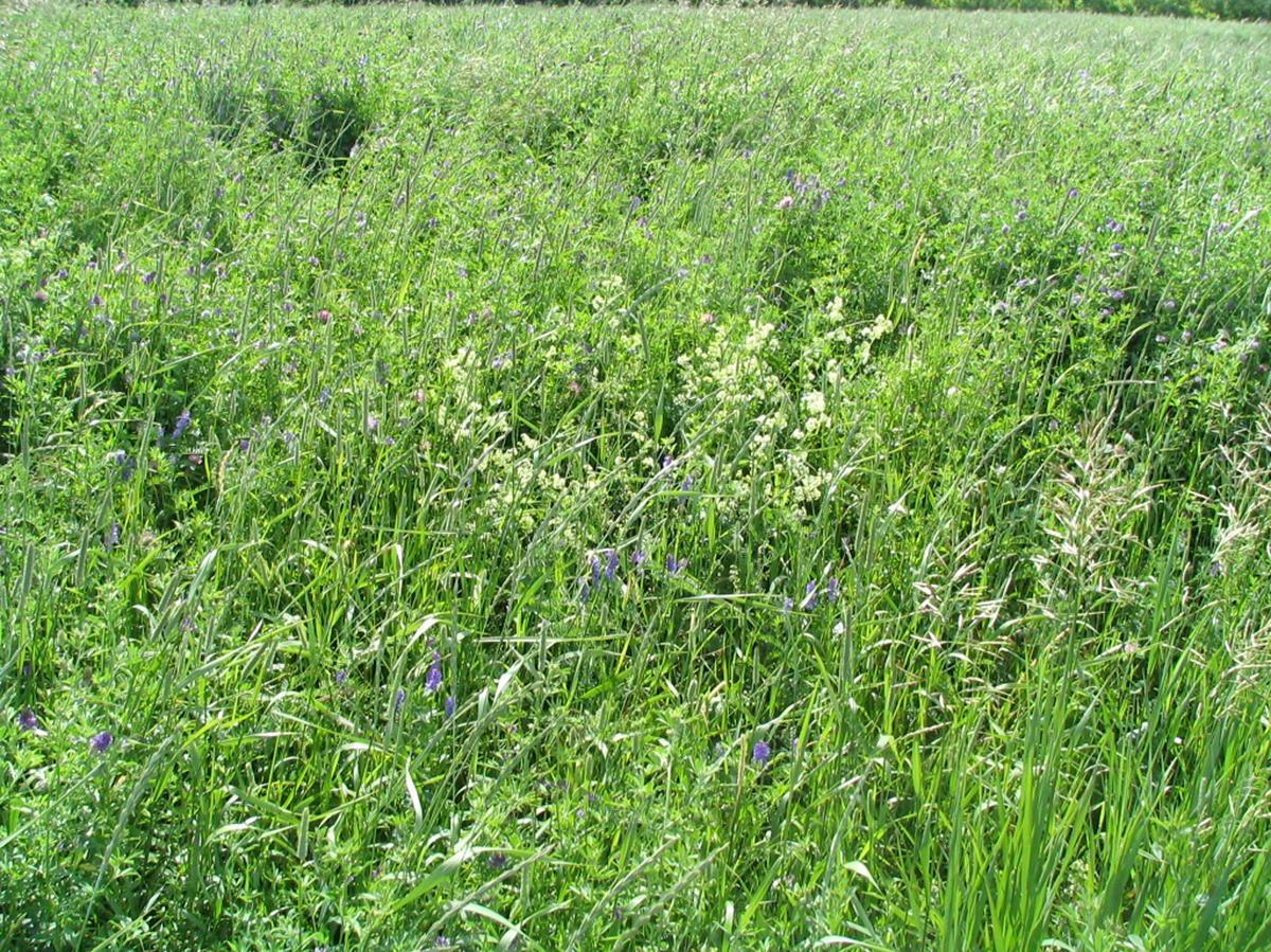Gaillet mollugine (Galium mollugo)_18