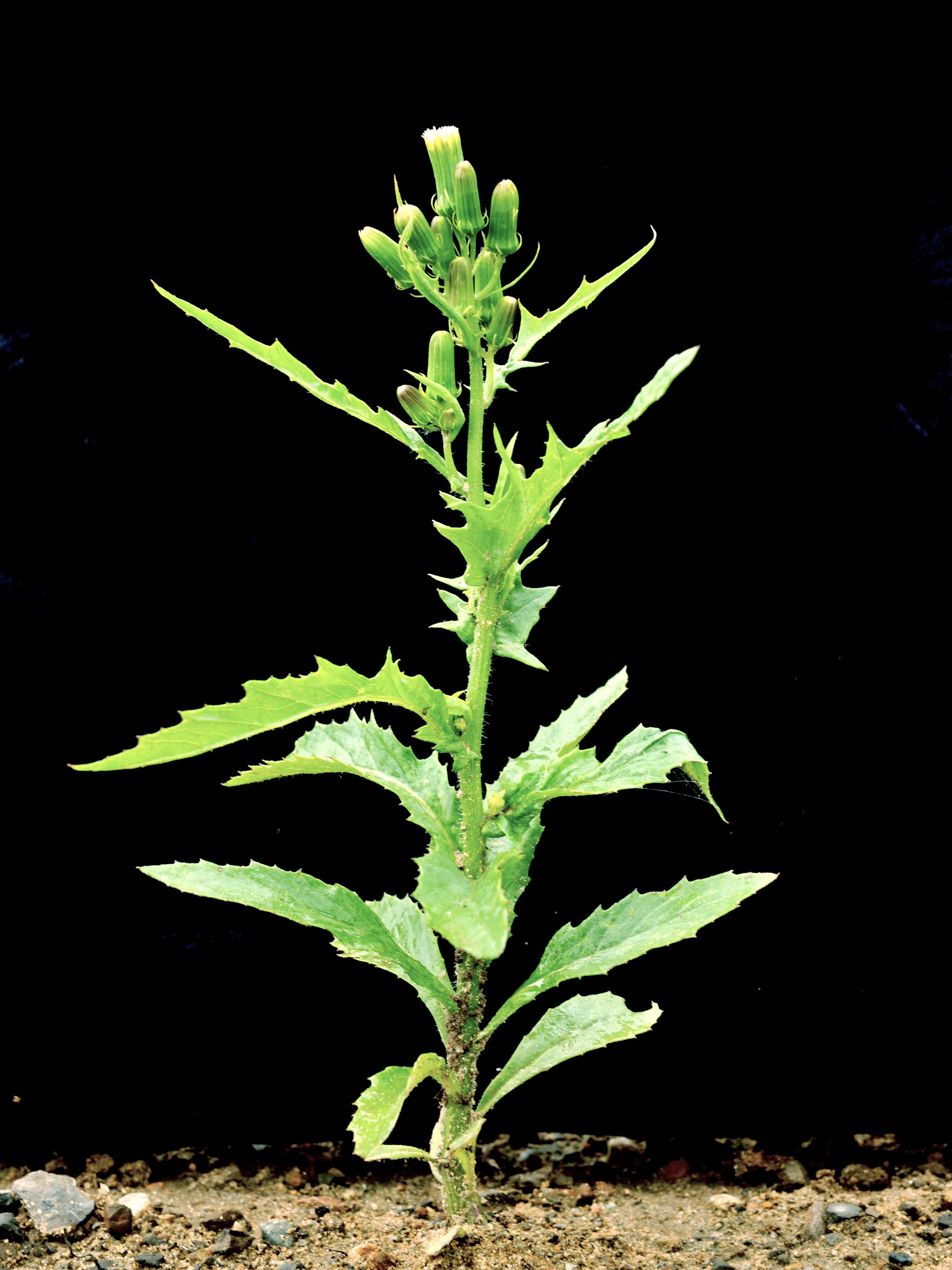 Érechtite feuilles épervière (Erechtites hieraciifolius)_1