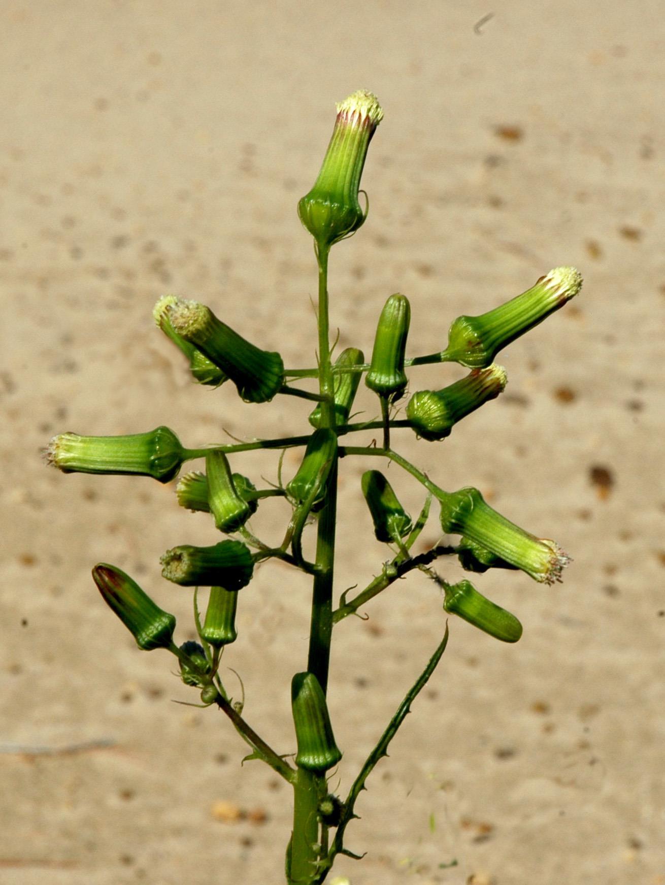 Érechtite feuilles épervière (Erechtites hieraciifolius)_13