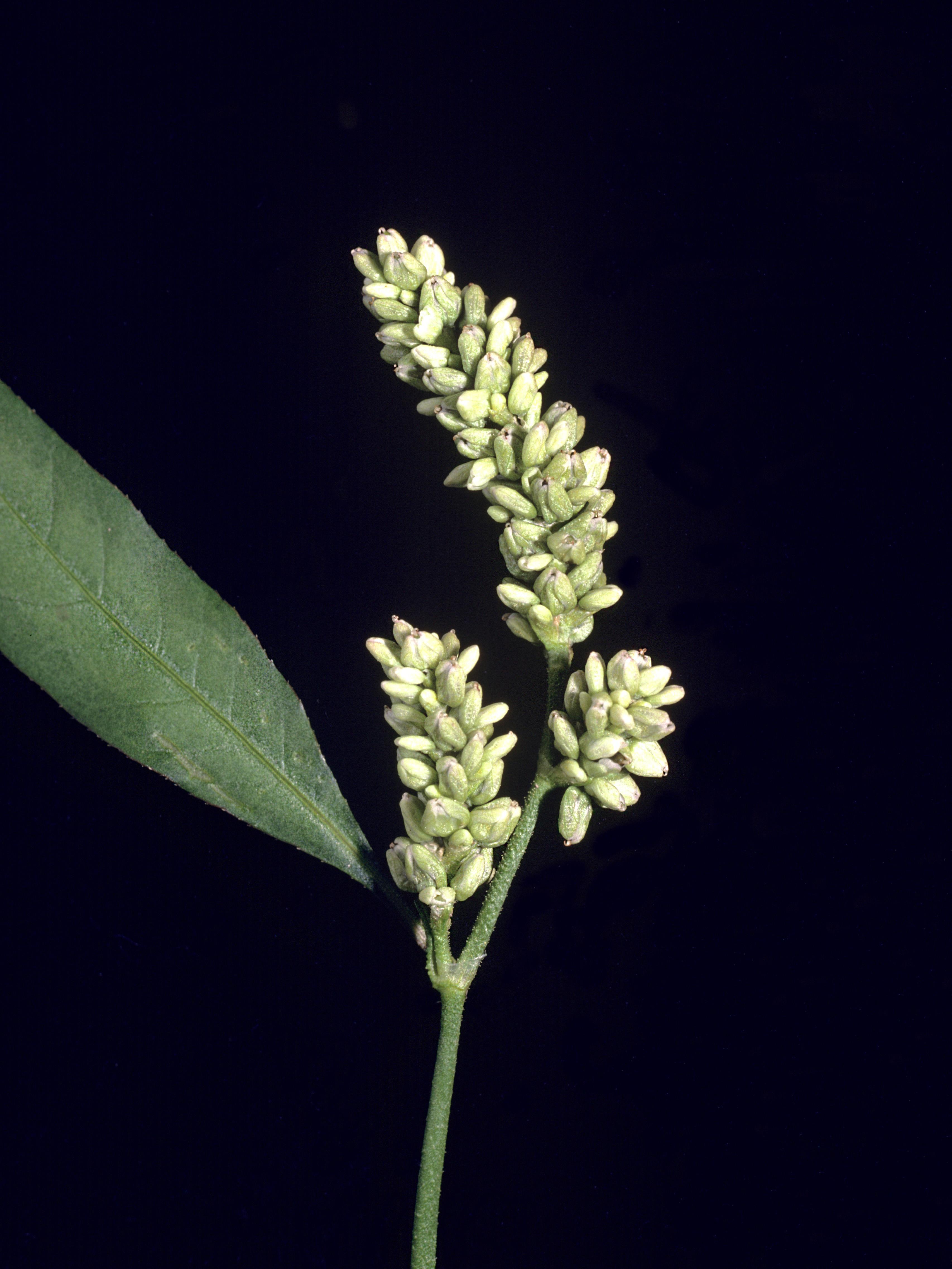 Renouée feuilles patience(Persicaria lapathifolia)_3