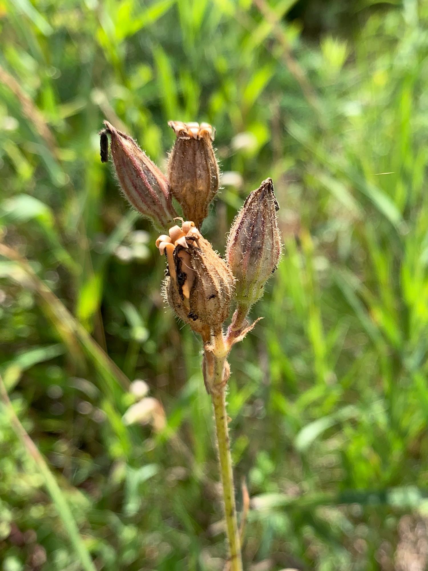 Silène noctiflore(Silene noctiflora)_6