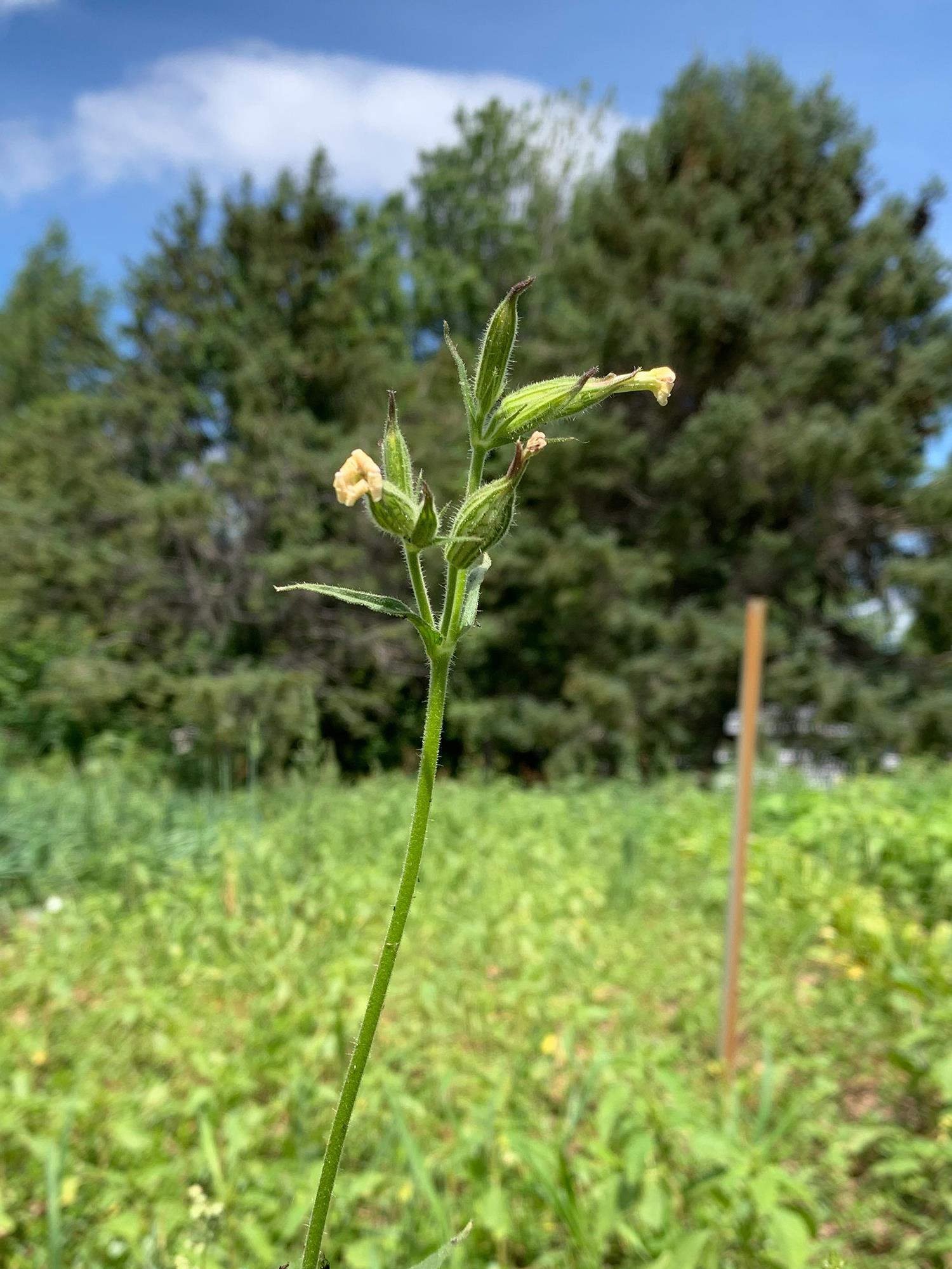 Silène noctiflore(Silene noctiflora)_7