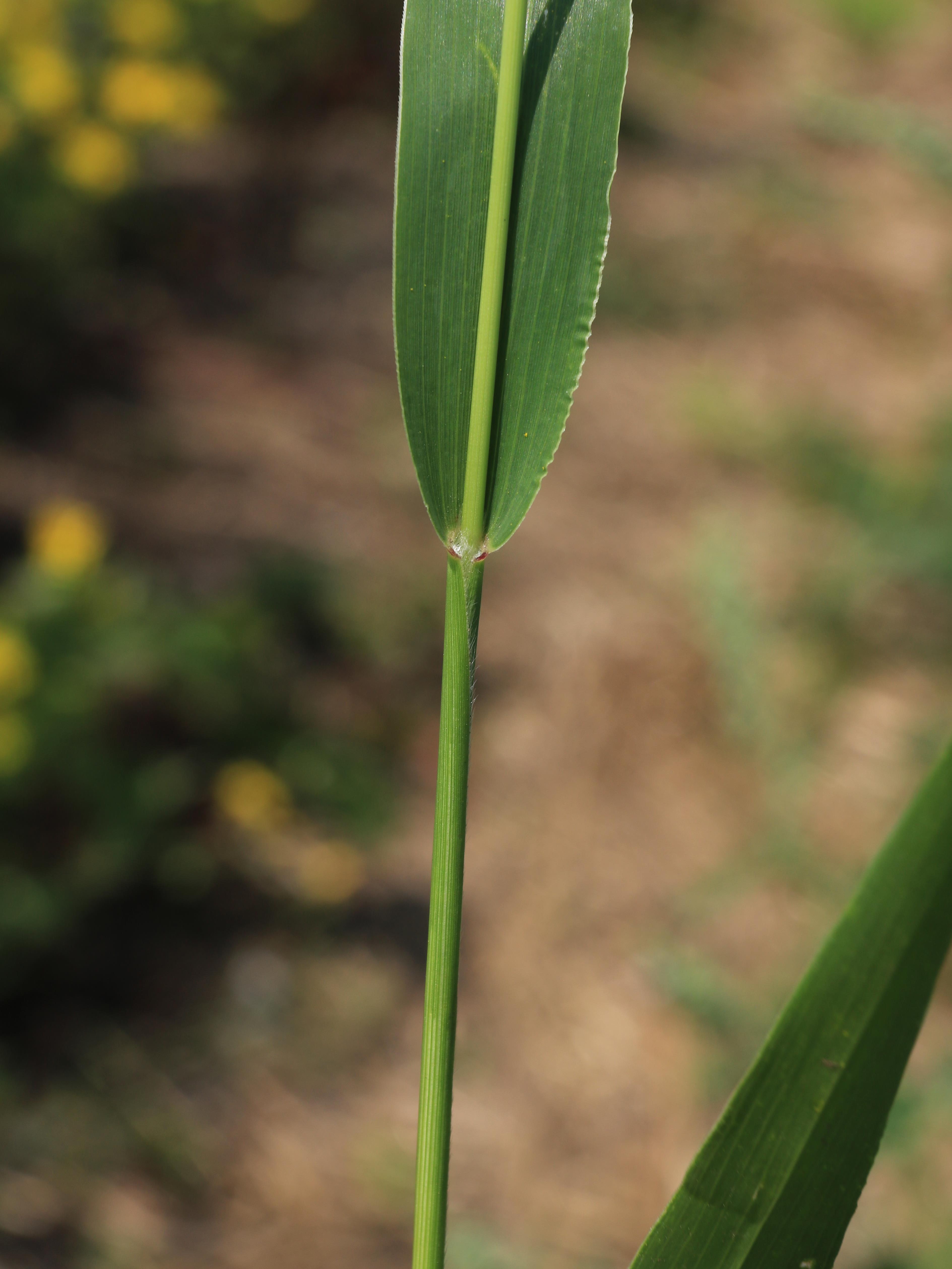 Sétaire verte (Setaria viridis)_11