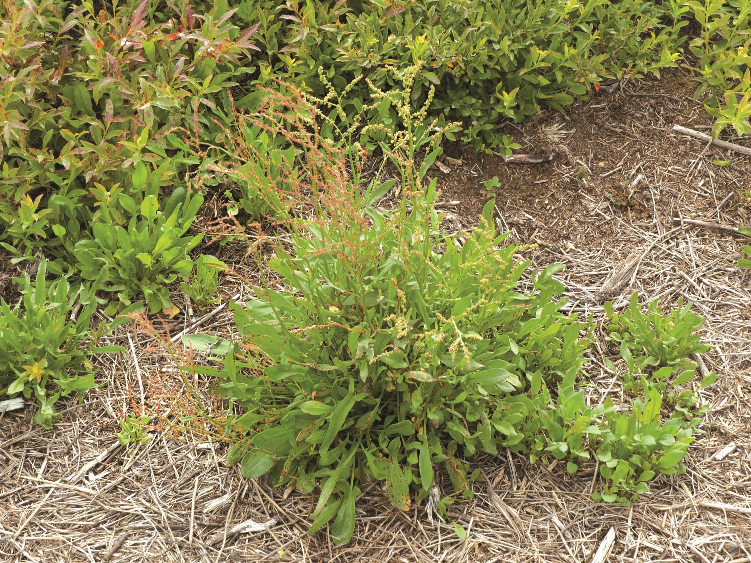 Petite oseille (Rumex acetosella)_15