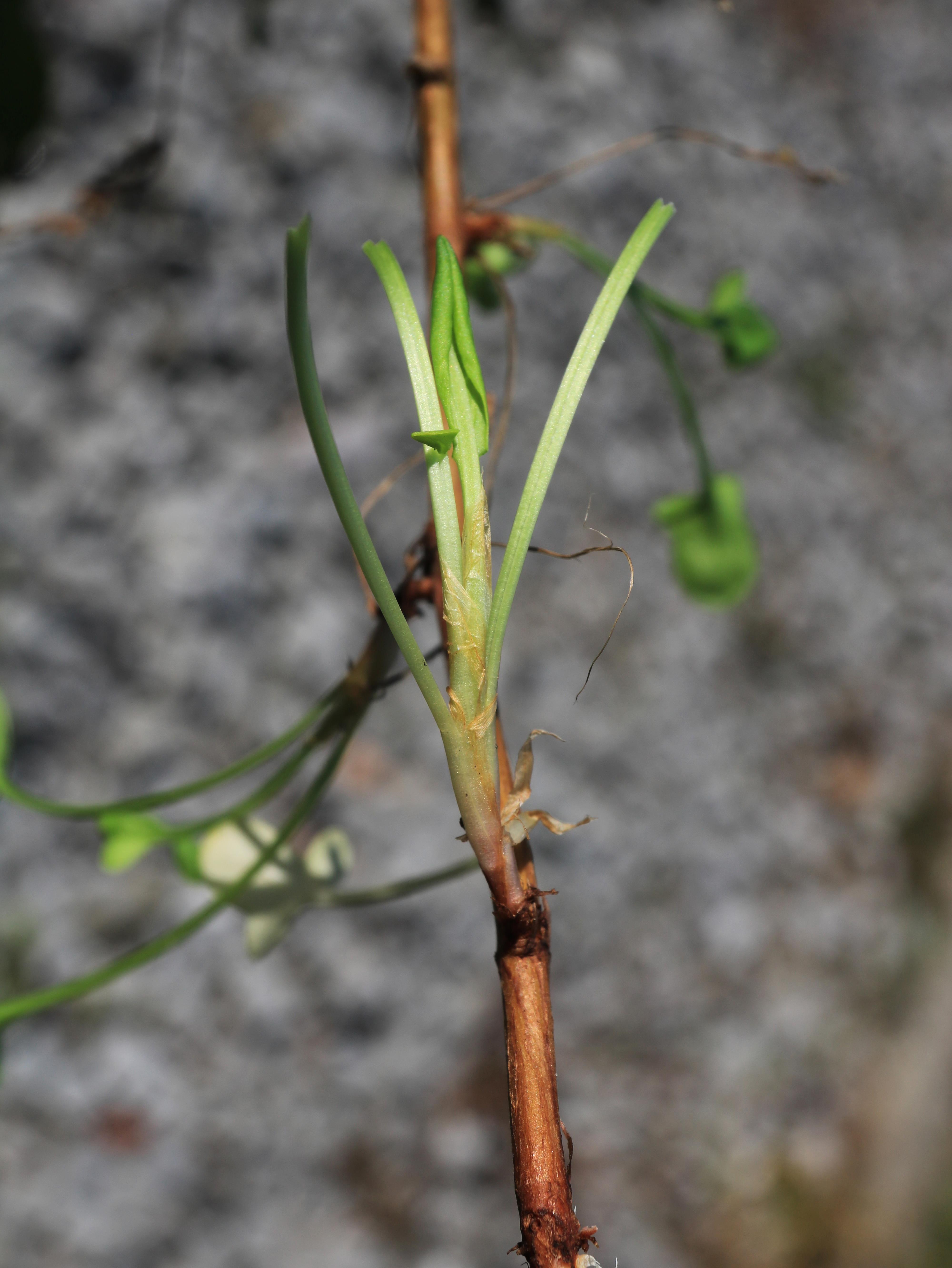 Petite oseille (Rumex acetosella)_24