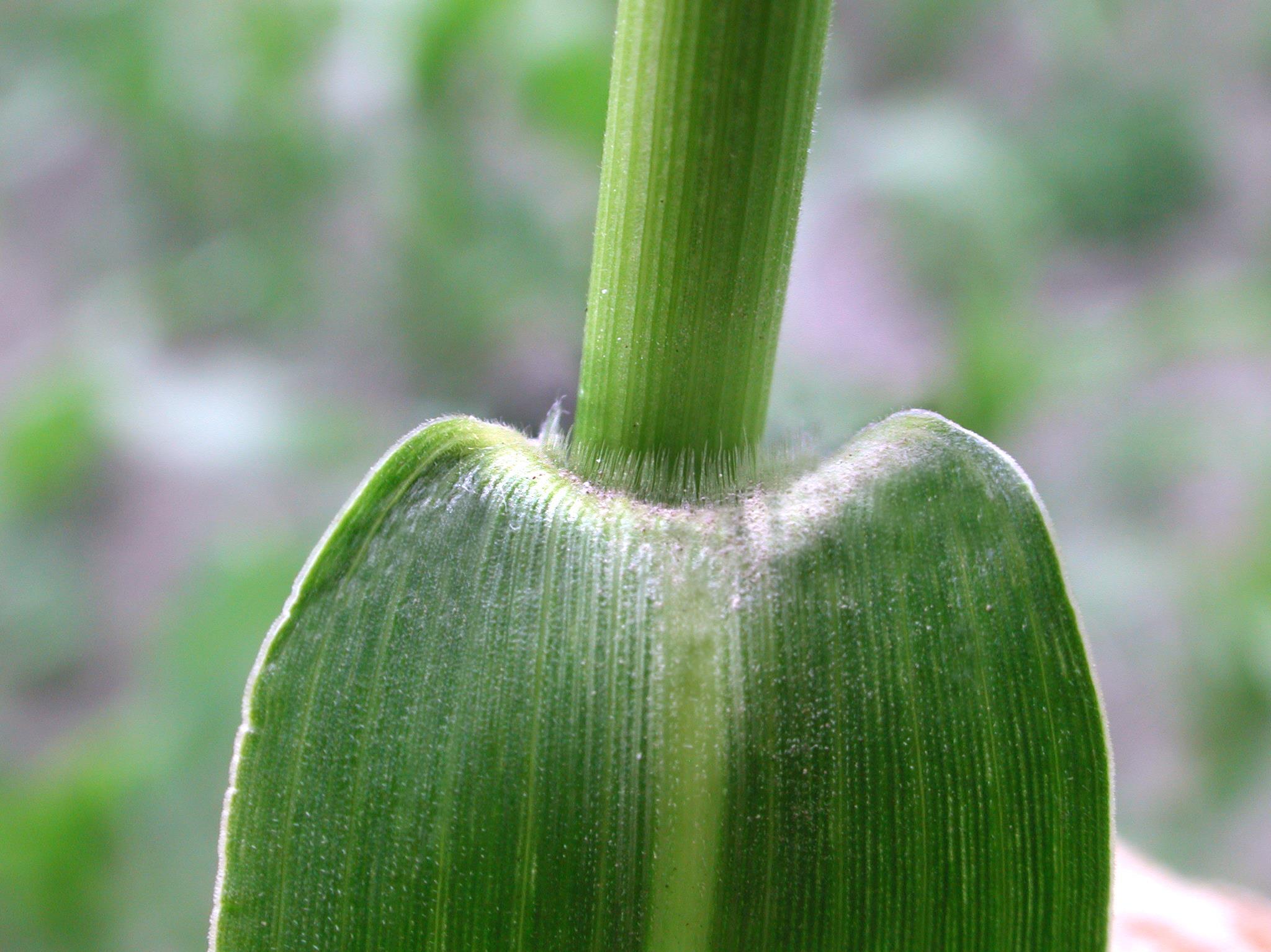 Ériochloé velue (Eriochloa villosa)_15