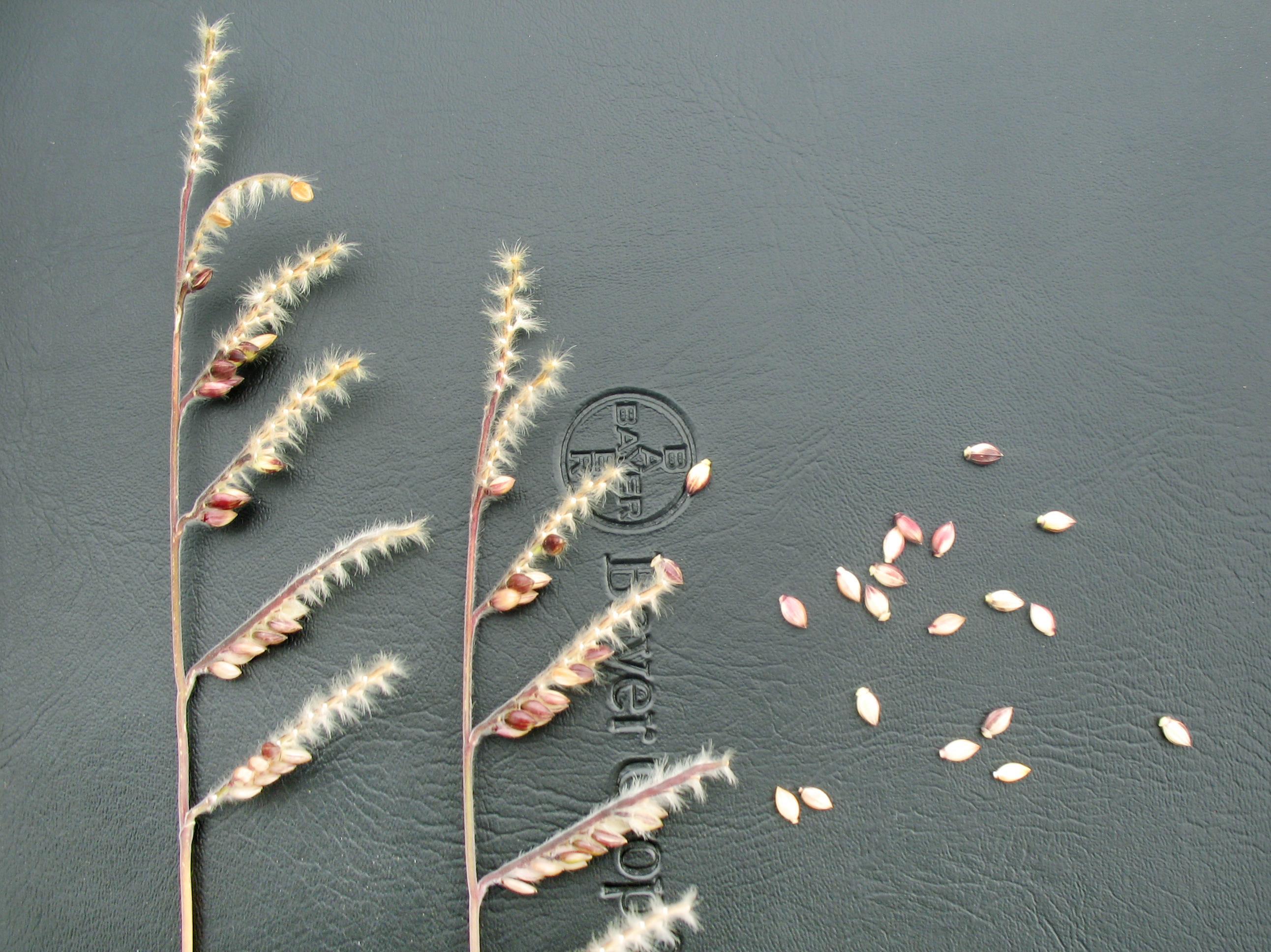 Ériochloé velue (Eriochloa villosa)_22