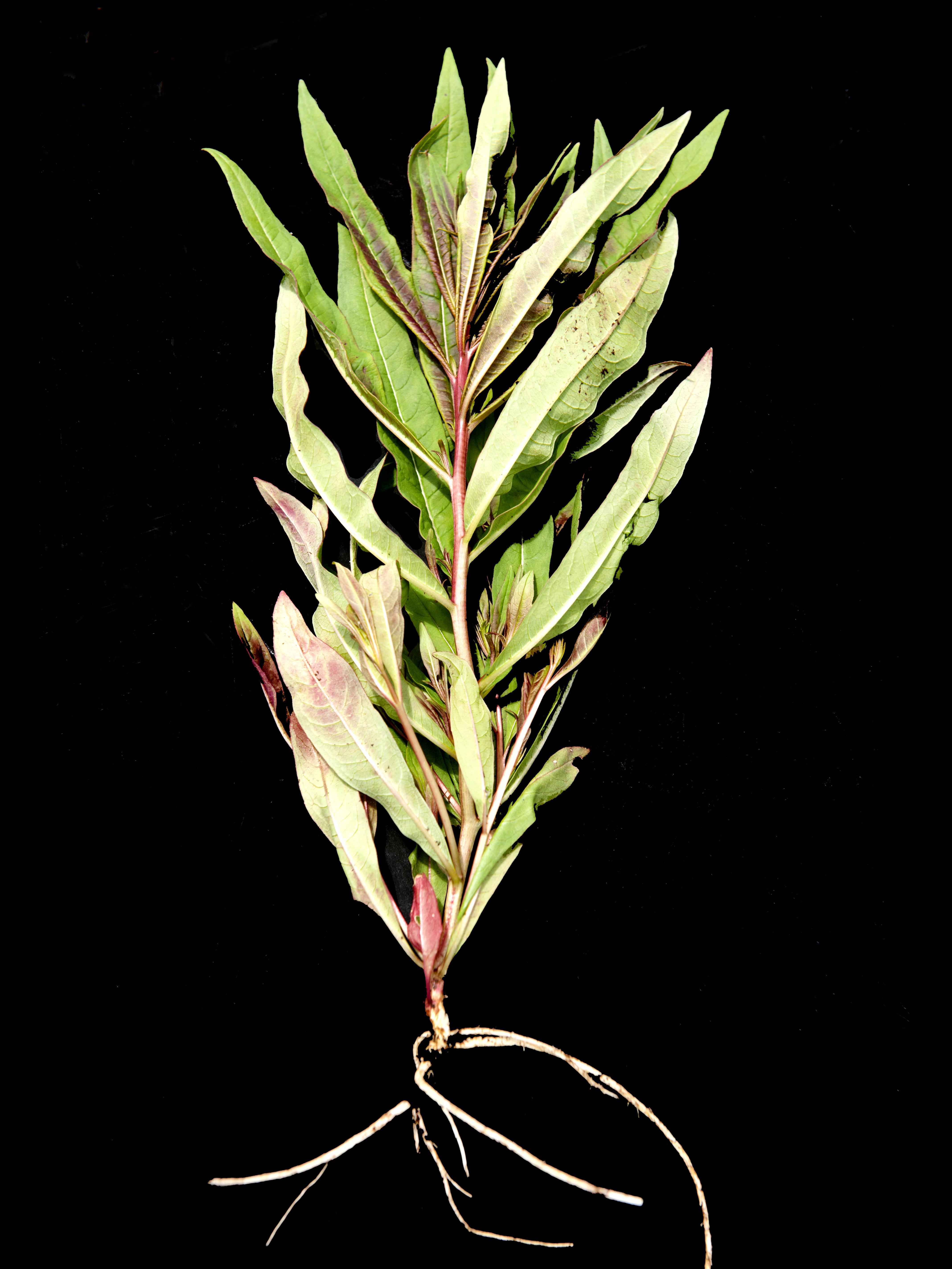 Épilobe feuilles étroite (Chamaenerion angustifolium)_11